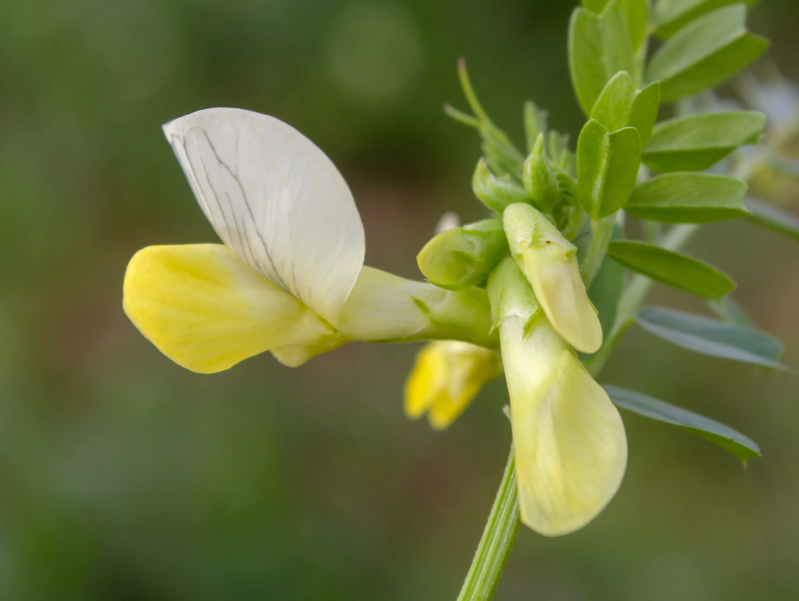 Vicia grandiflora