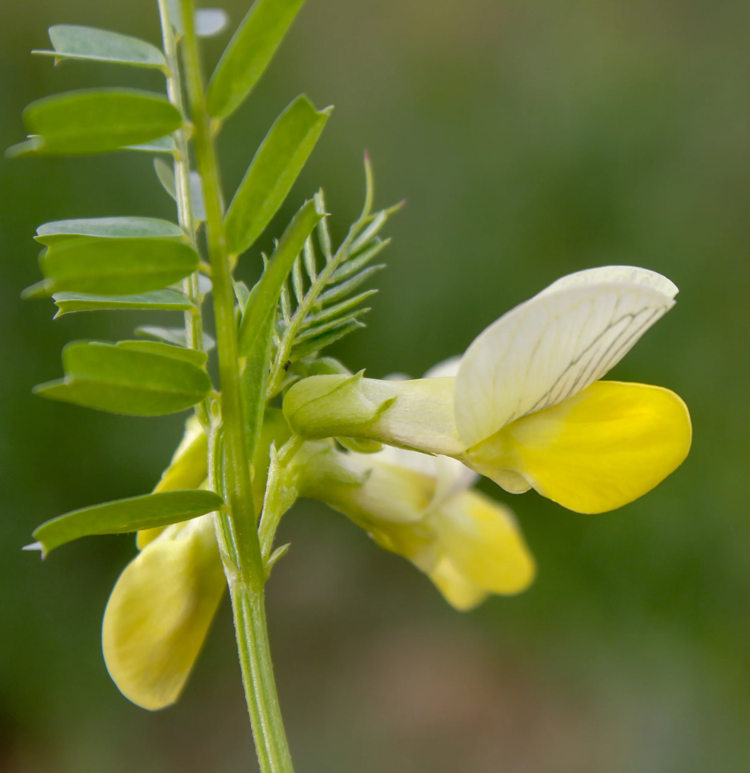 Vicia grandiflora