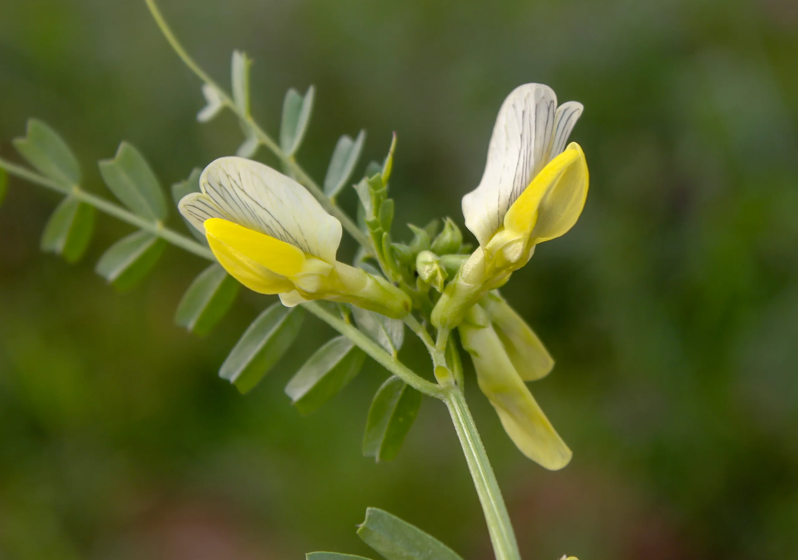 Vicia grandiflora