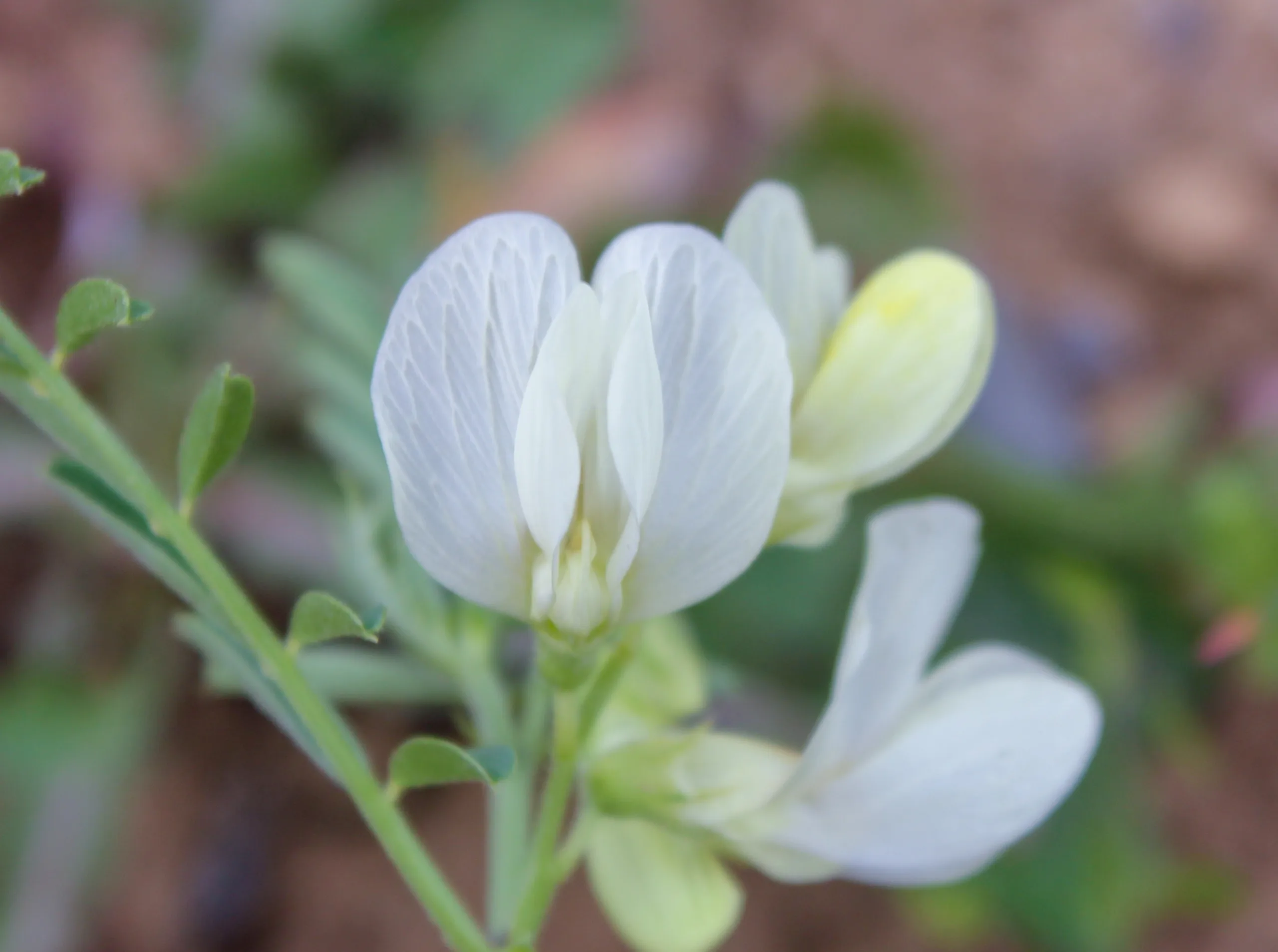 Vicia grandiflora