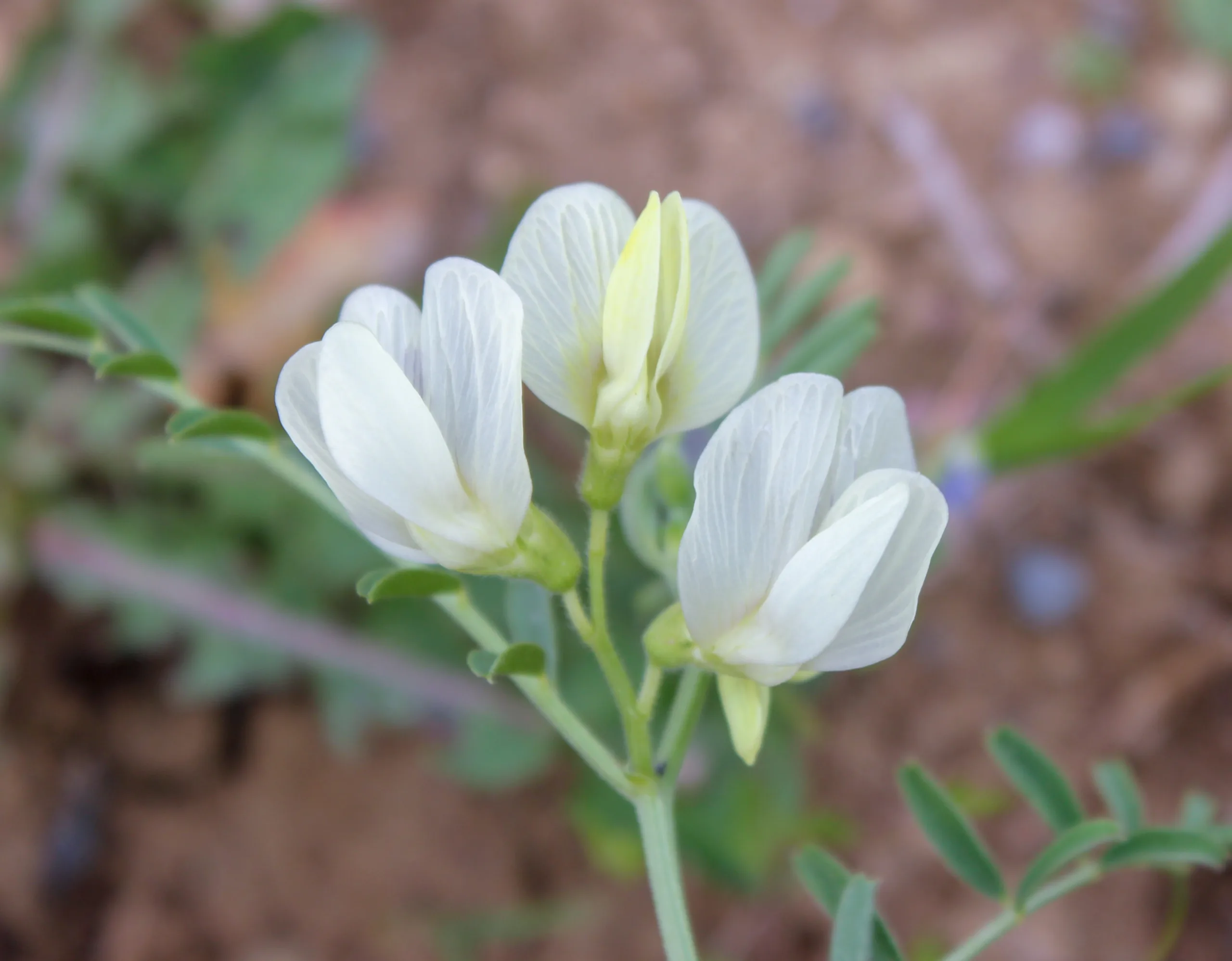 Vicia grandiflora
