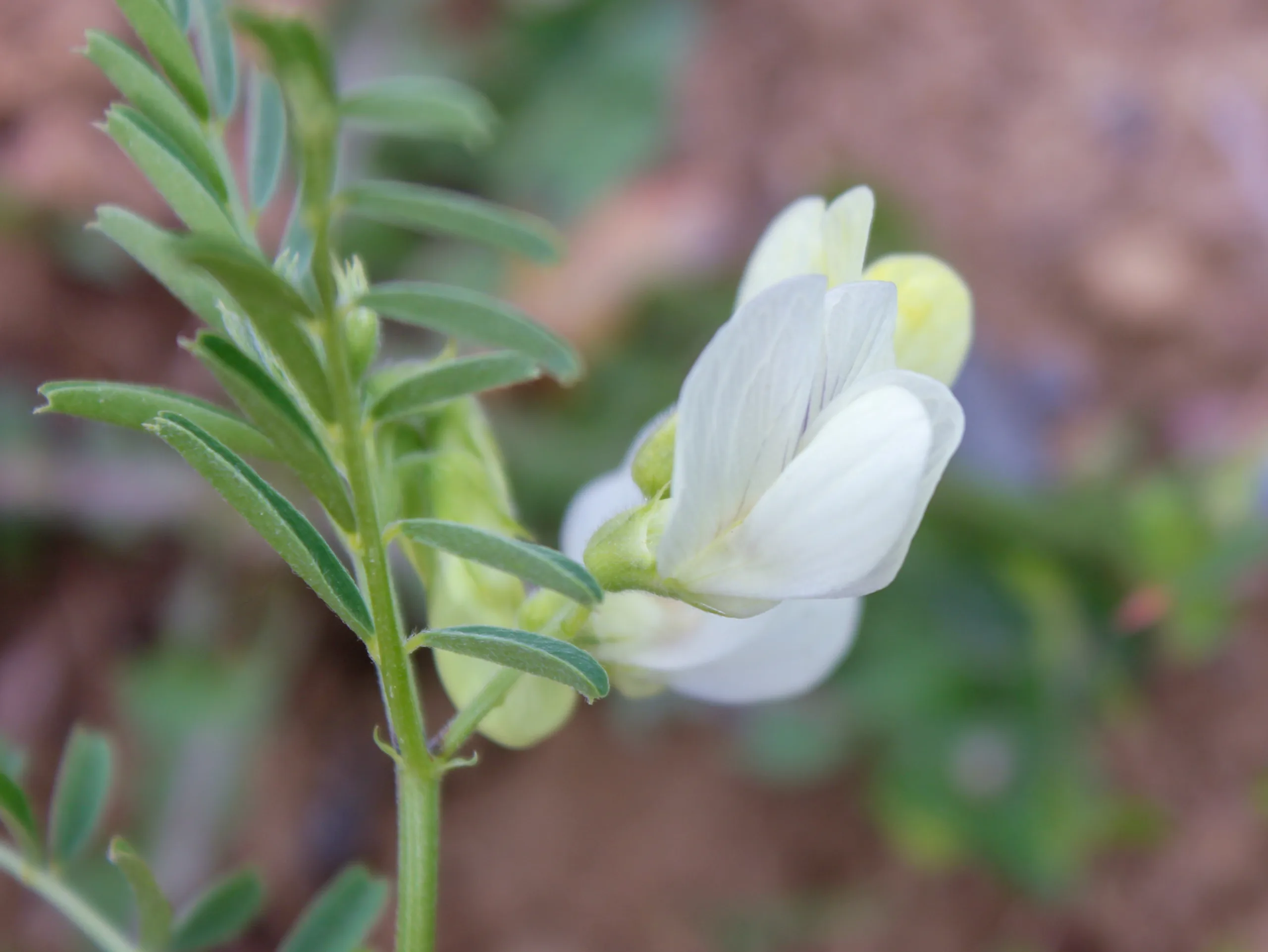 Vicia grandiflora
