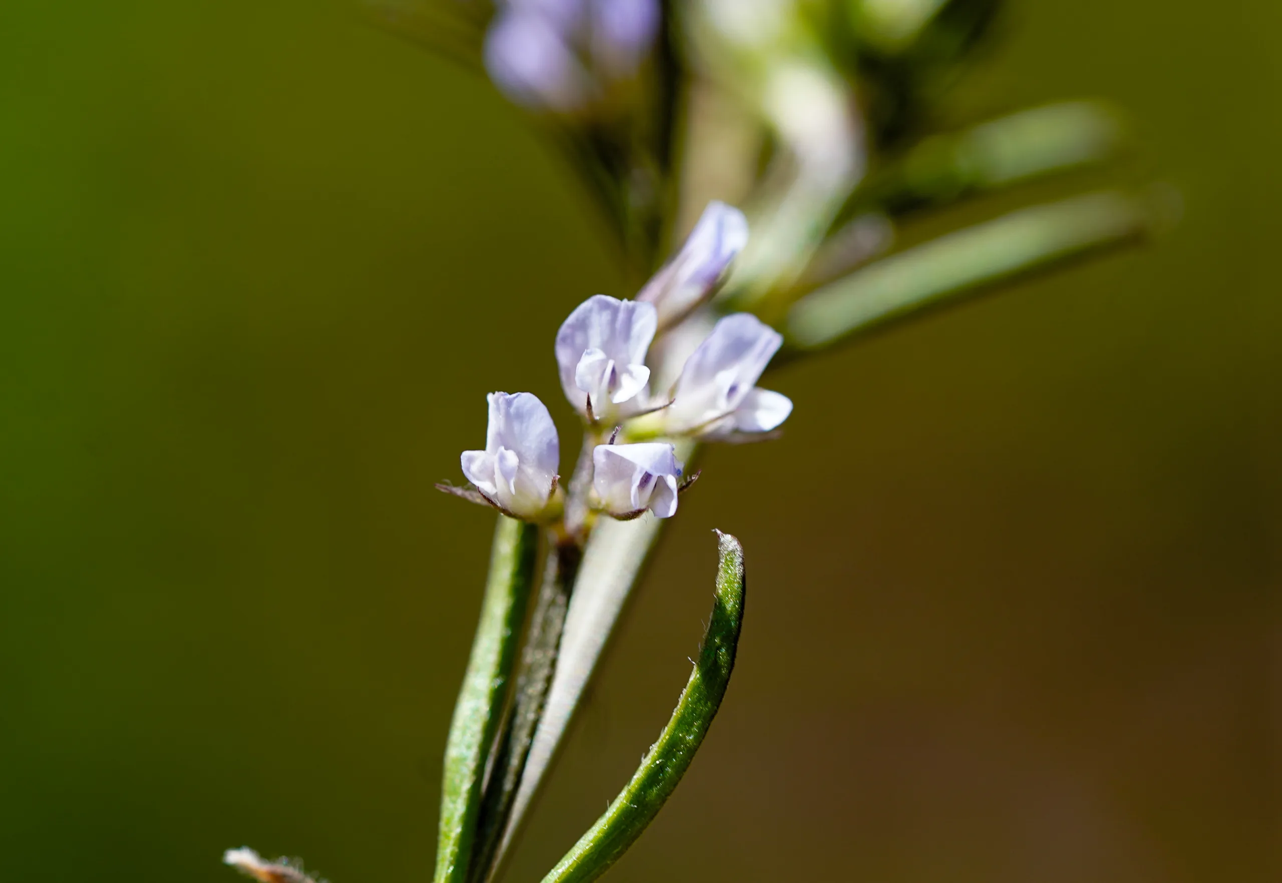 Vicia hirsuta