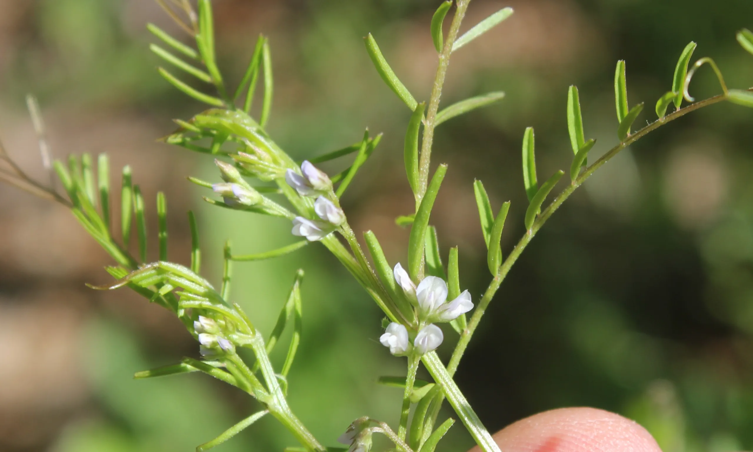 Vicia hirsuta