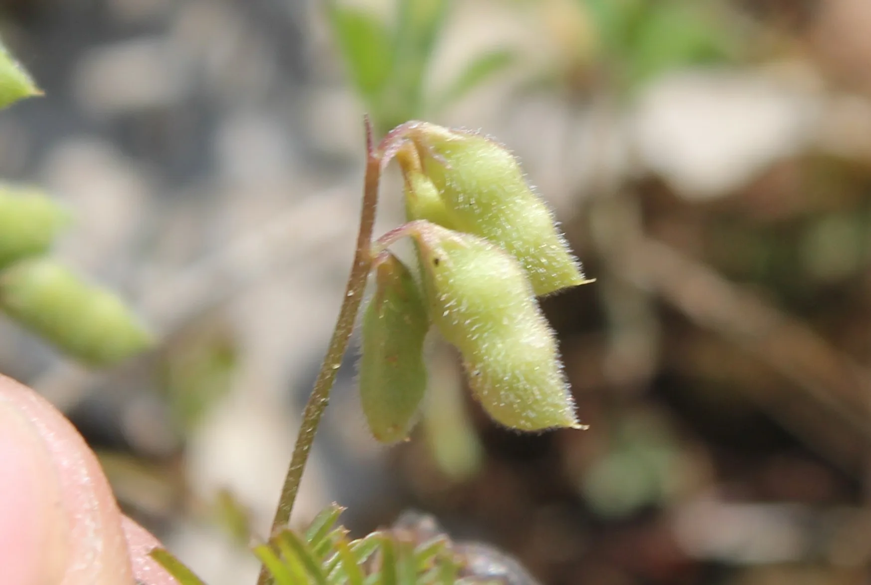 Vicia hirsuta