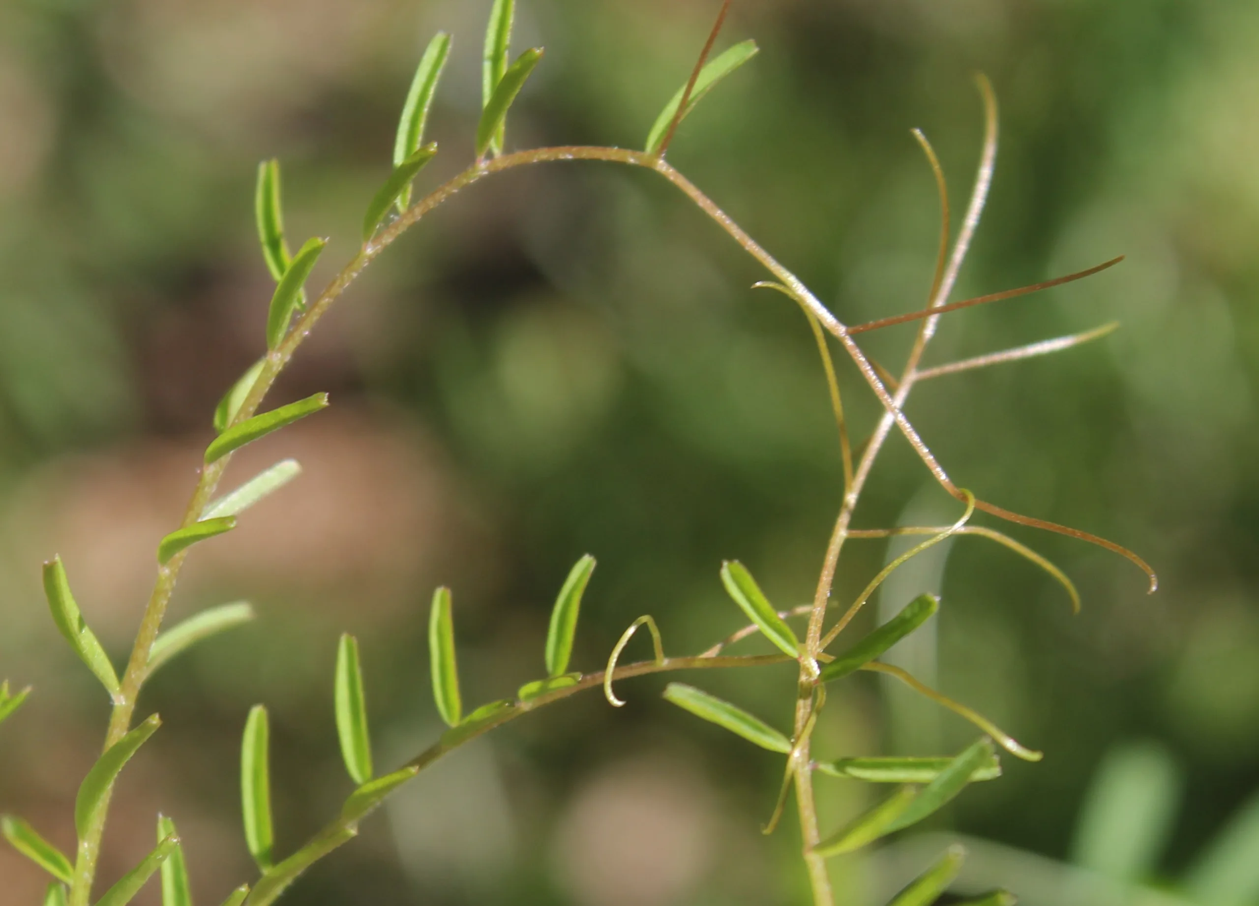 Vicia hirsuta