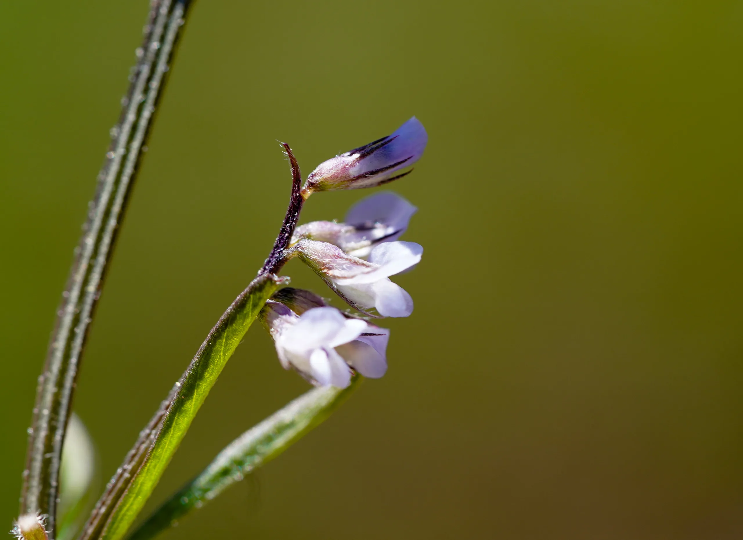 Vicia hirsuta