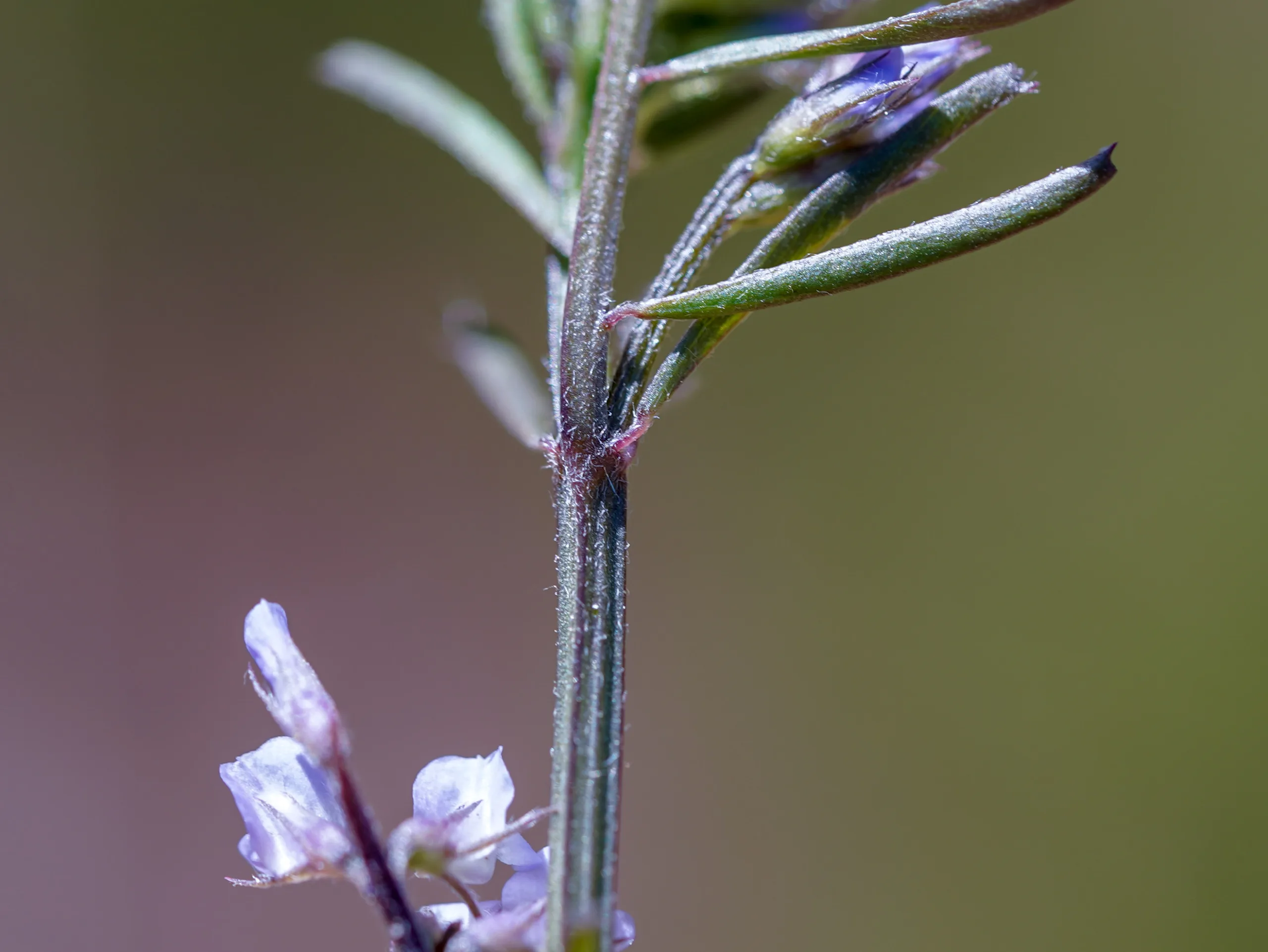 Vicia hirsuta
