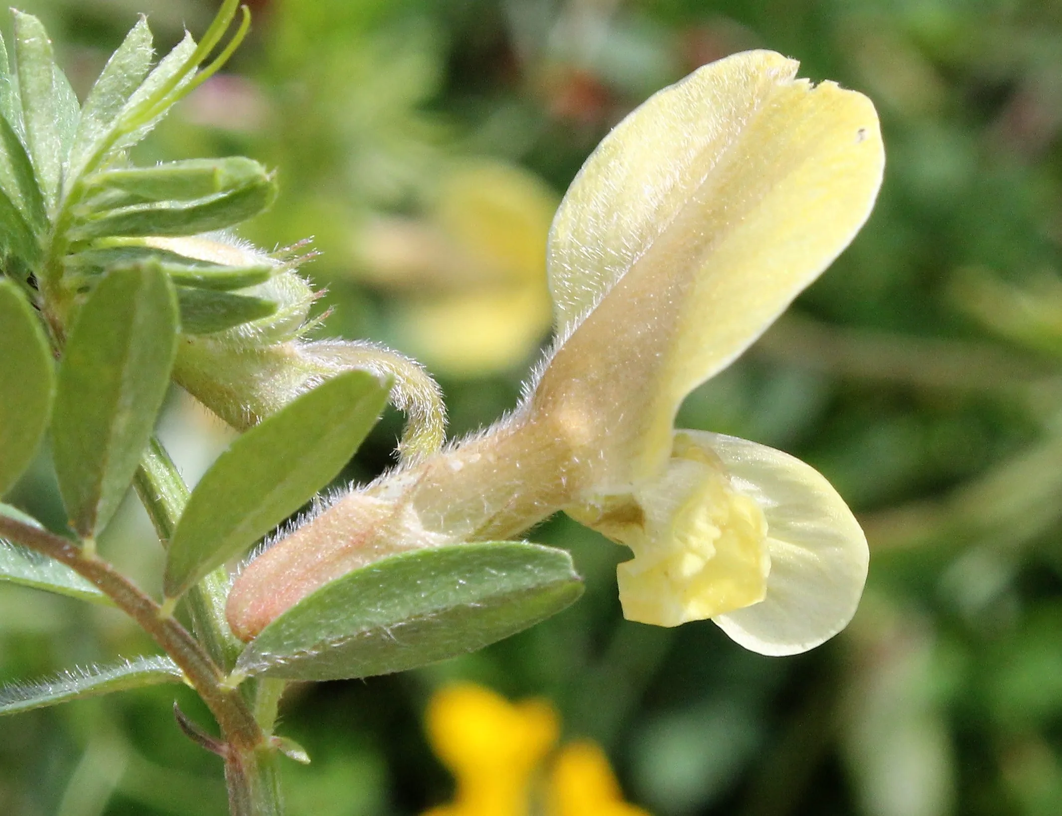 Vicia hybrida