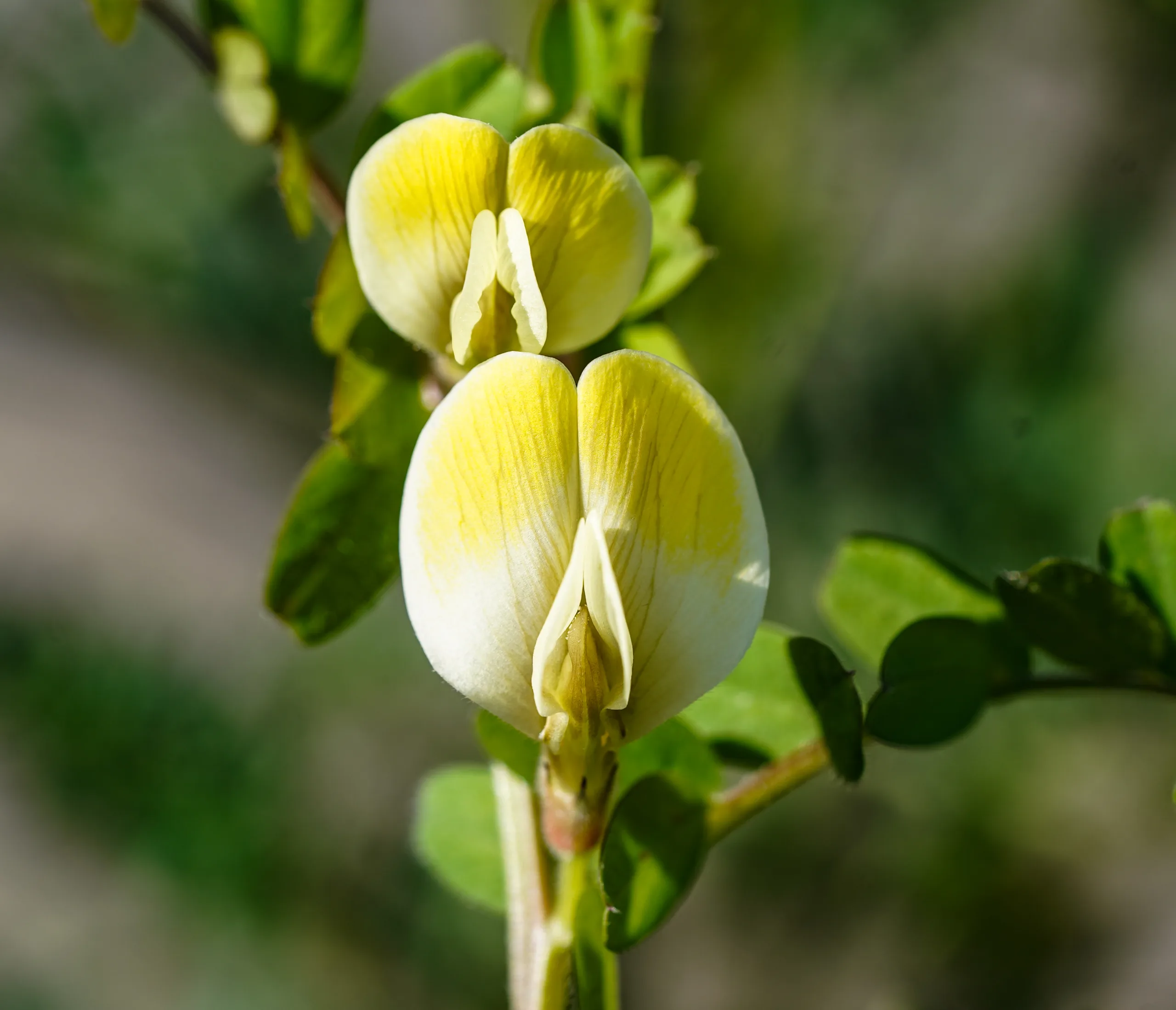 Vicia hybrida (Melez bakla)