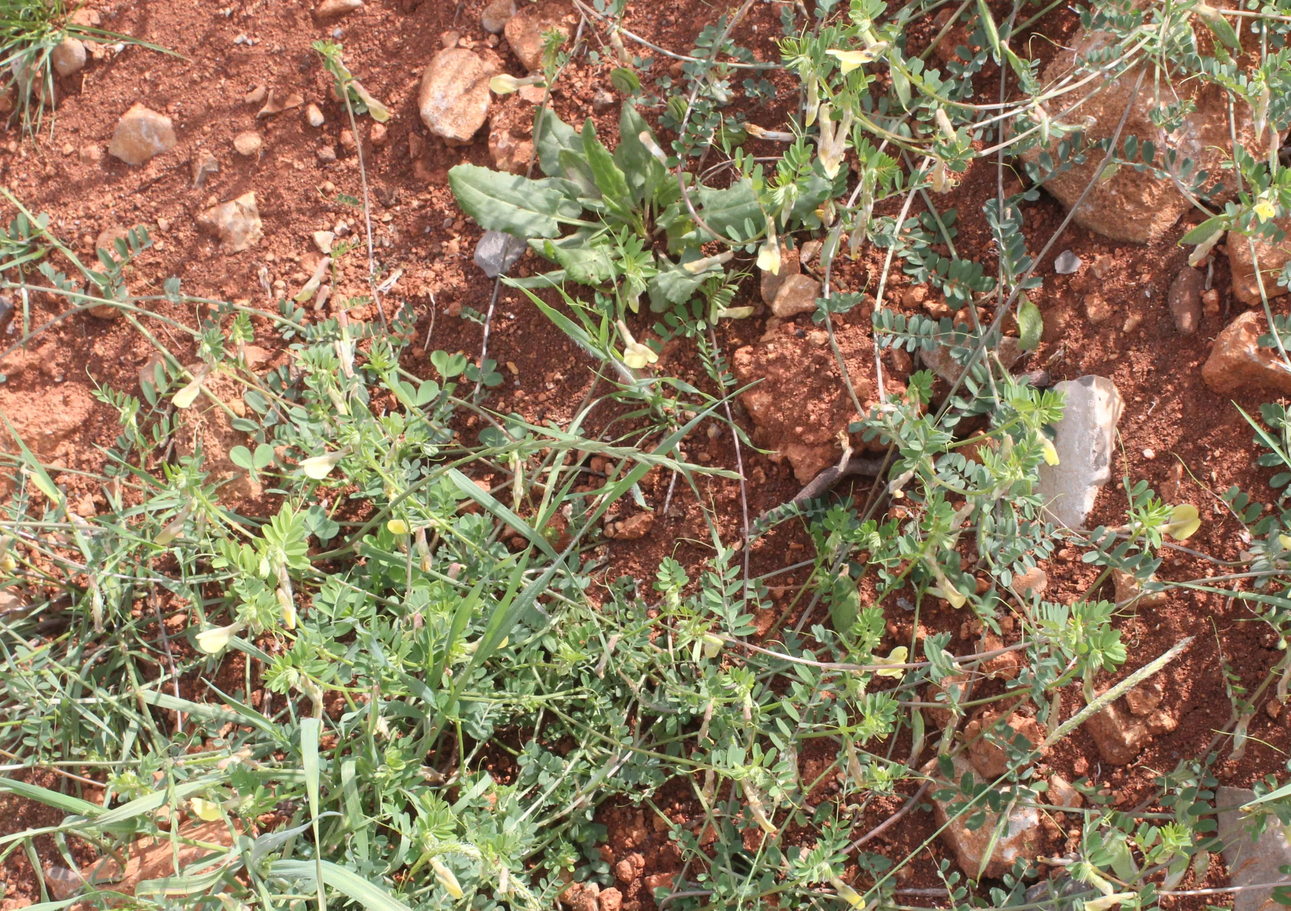 Vicia hybrida