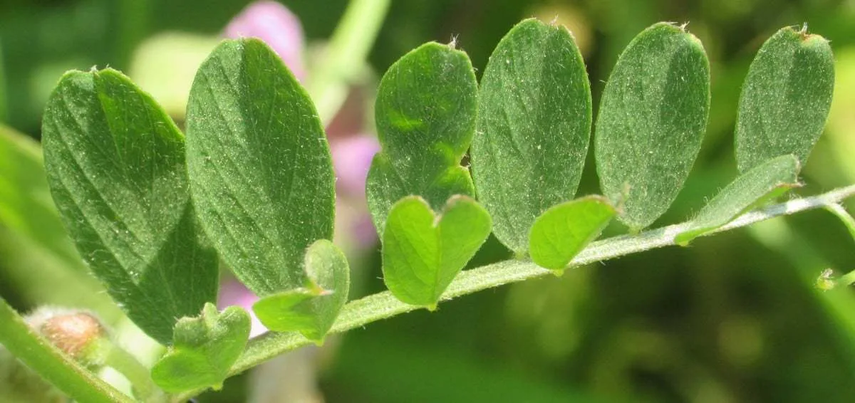 Vicia hybrida