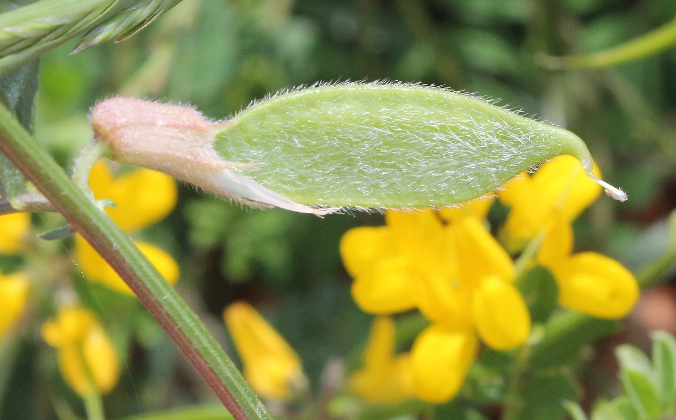 Vicia hybrida