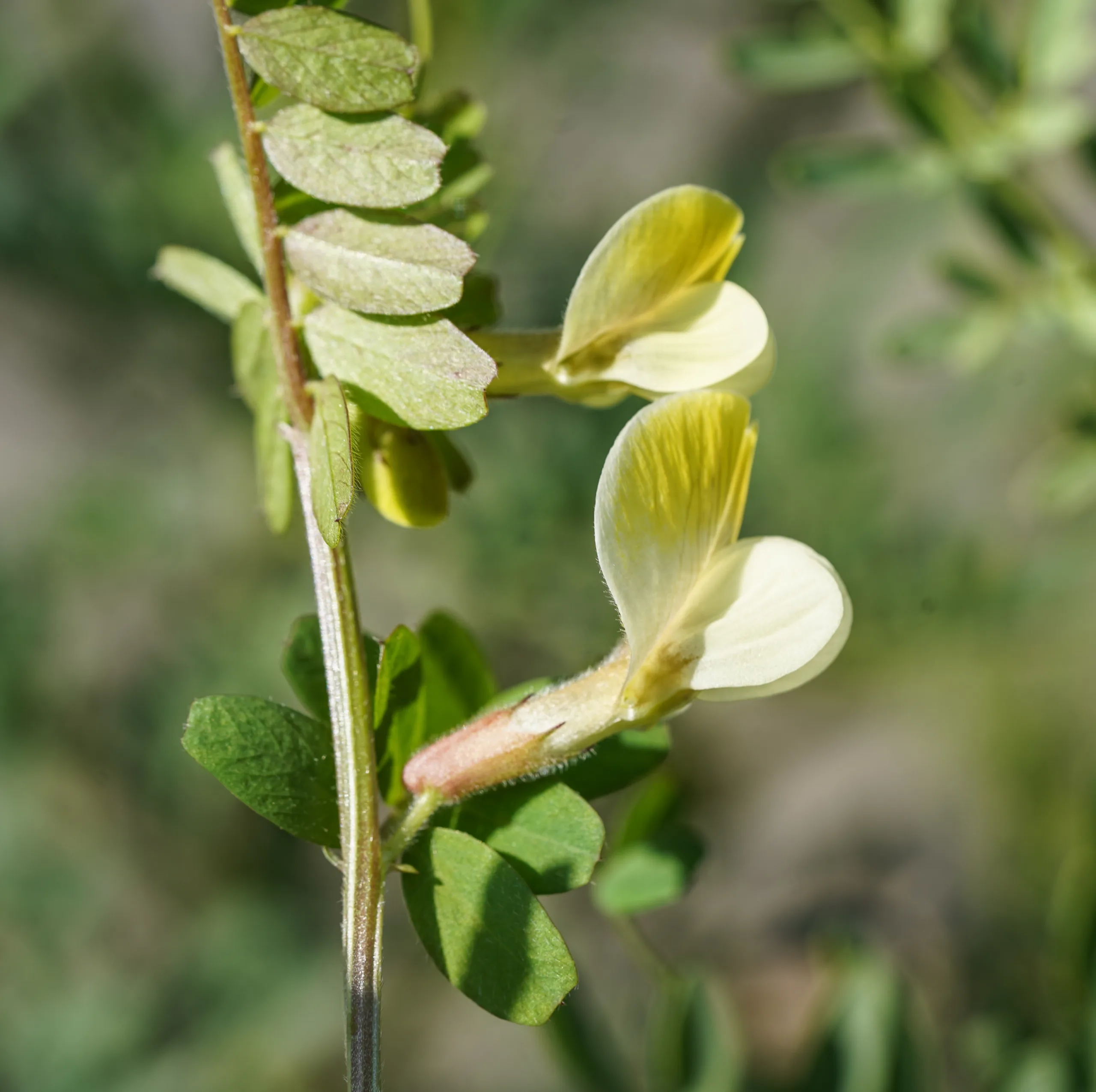 Vicia hybrida