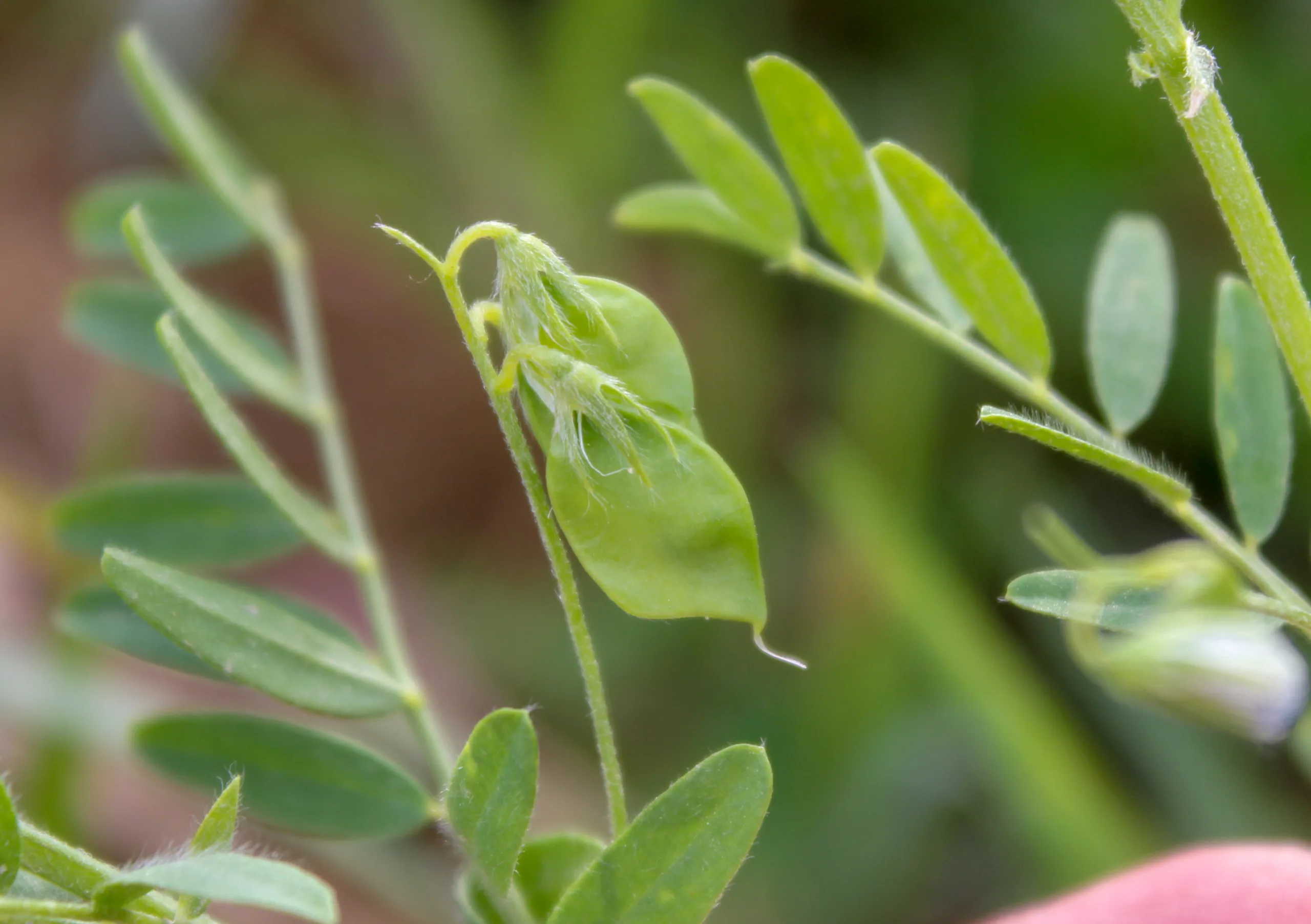Vicia lens