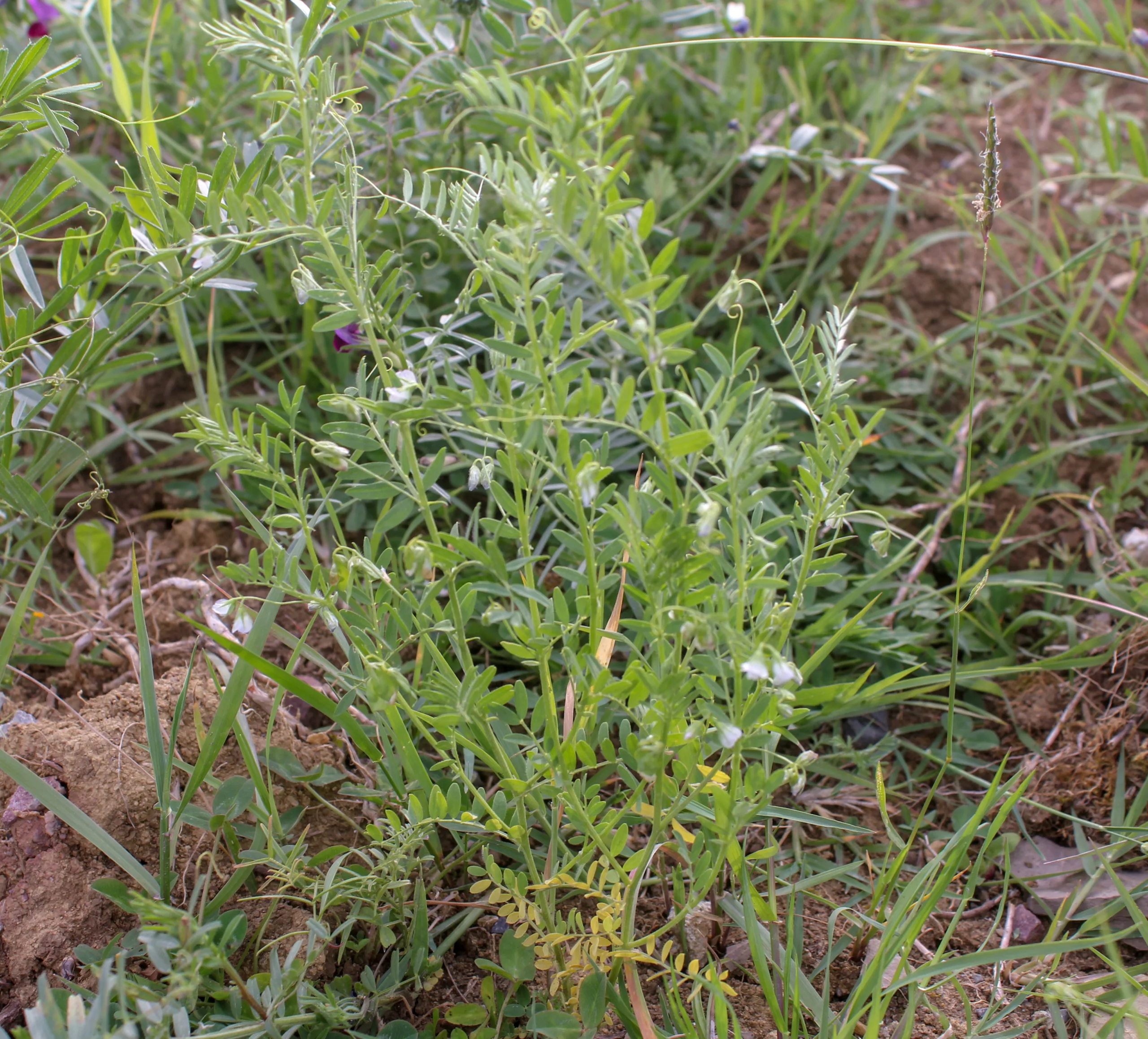Vicia lens