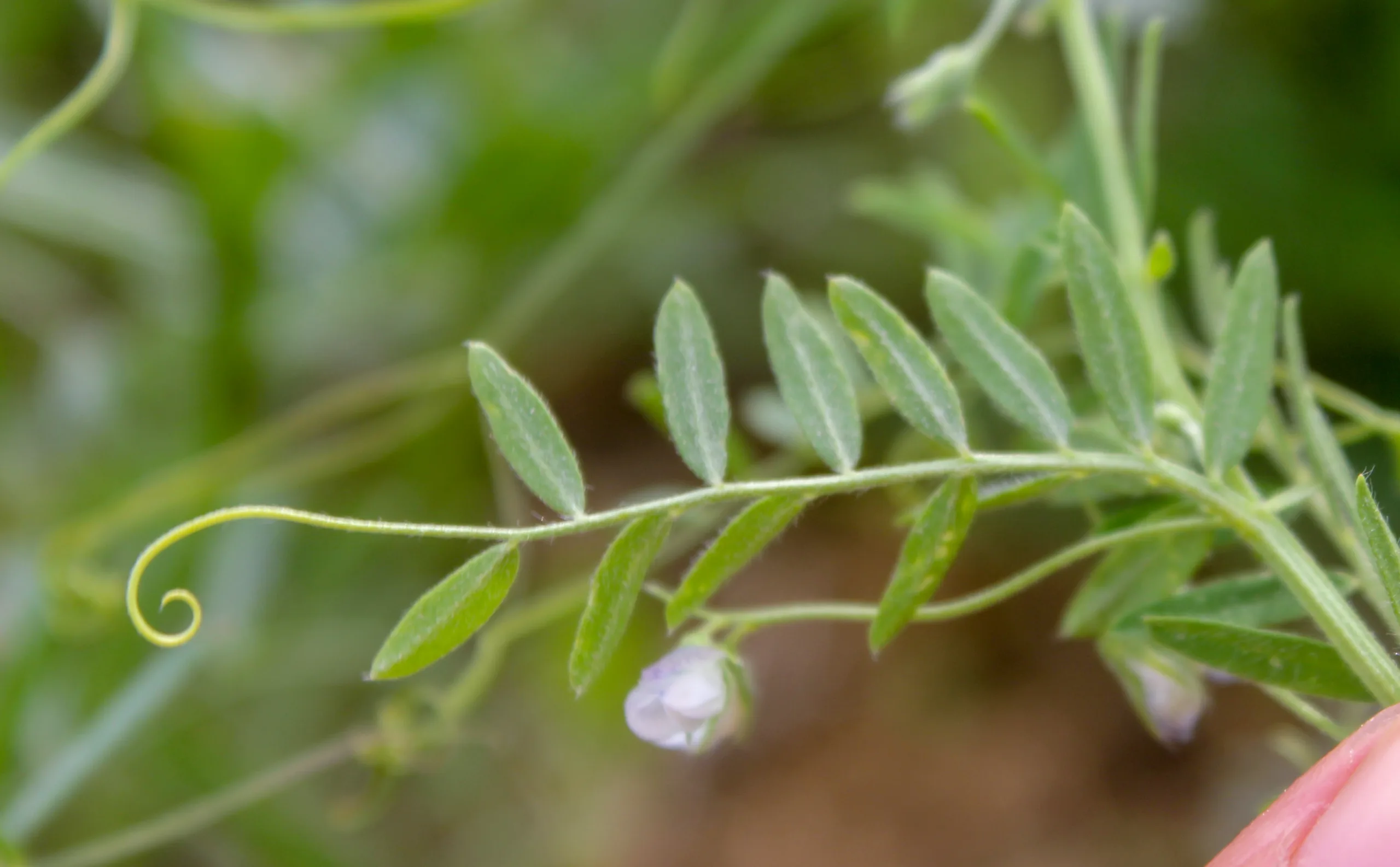 Vicia lens
