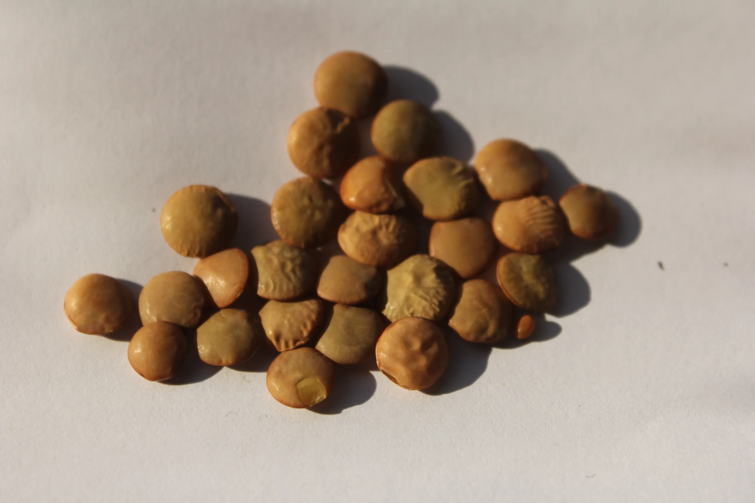 Vicia lens