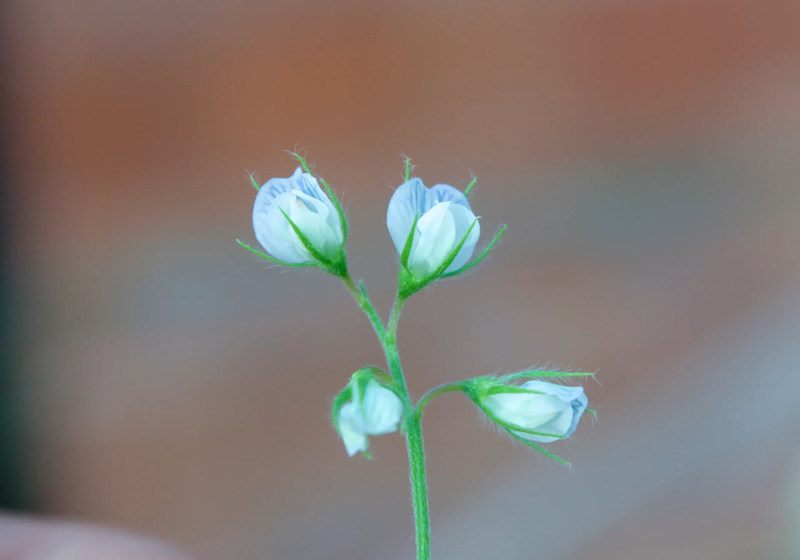 Vicia lens