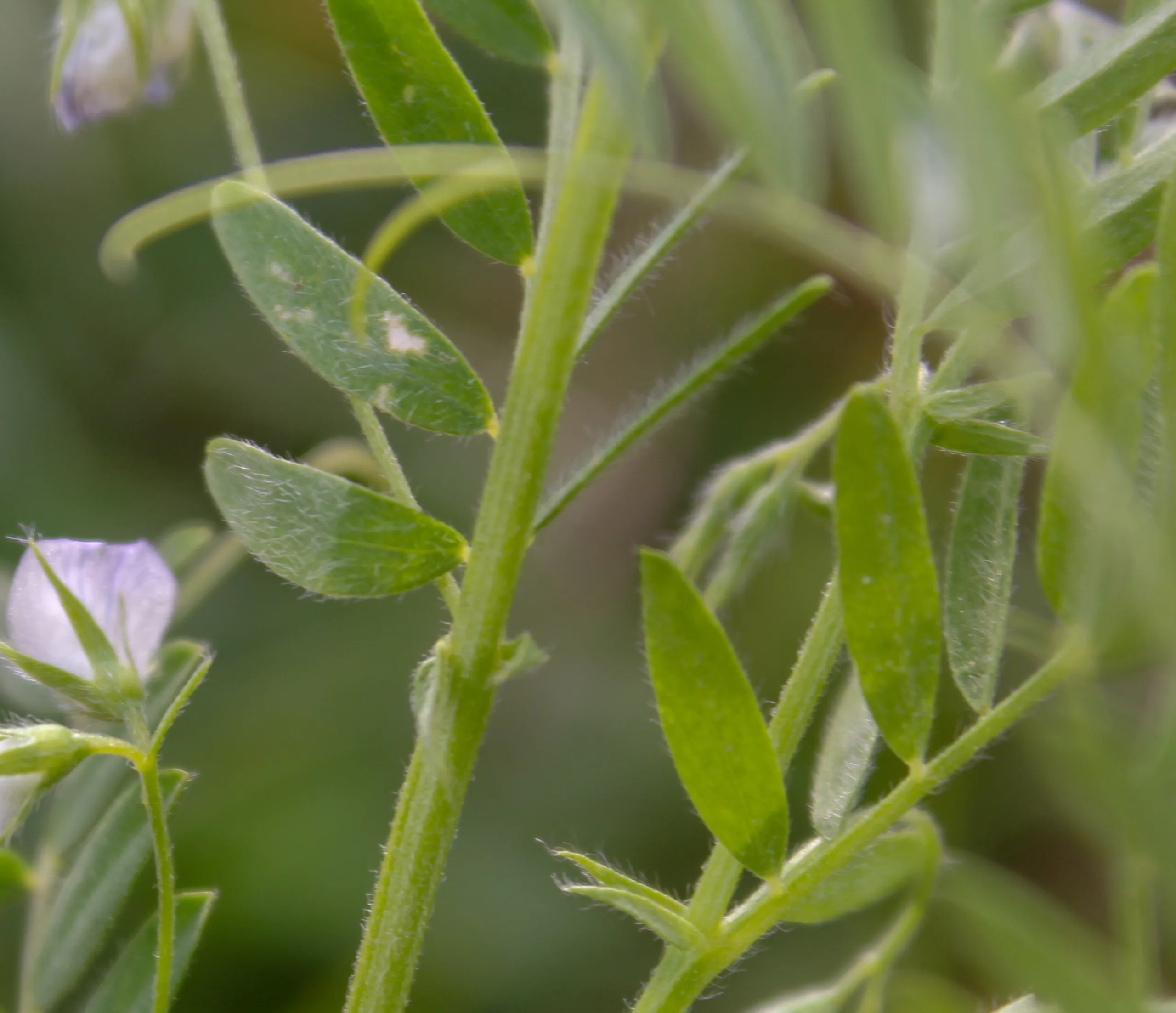 Vicia lens