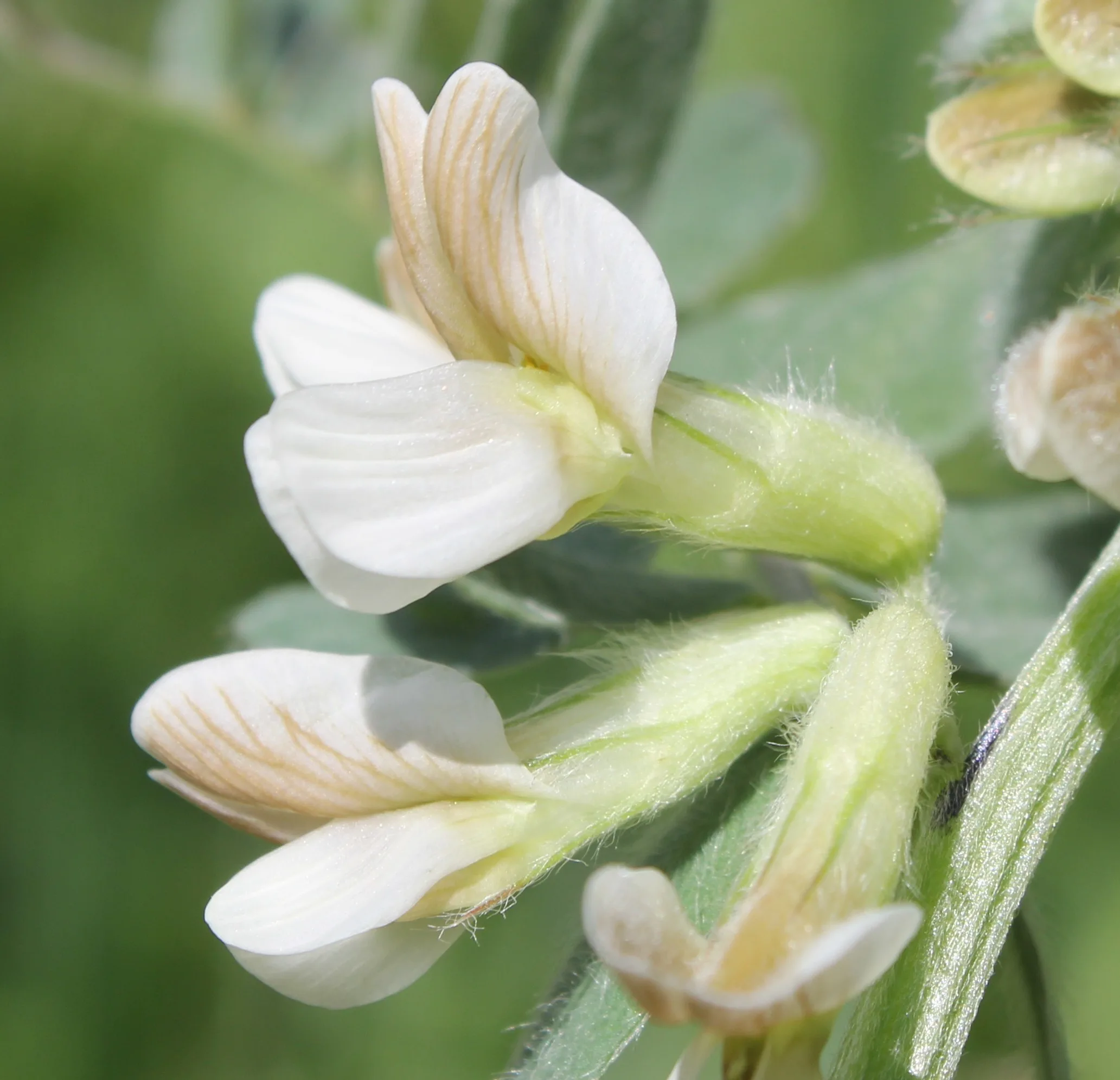 Vicia pannonica
