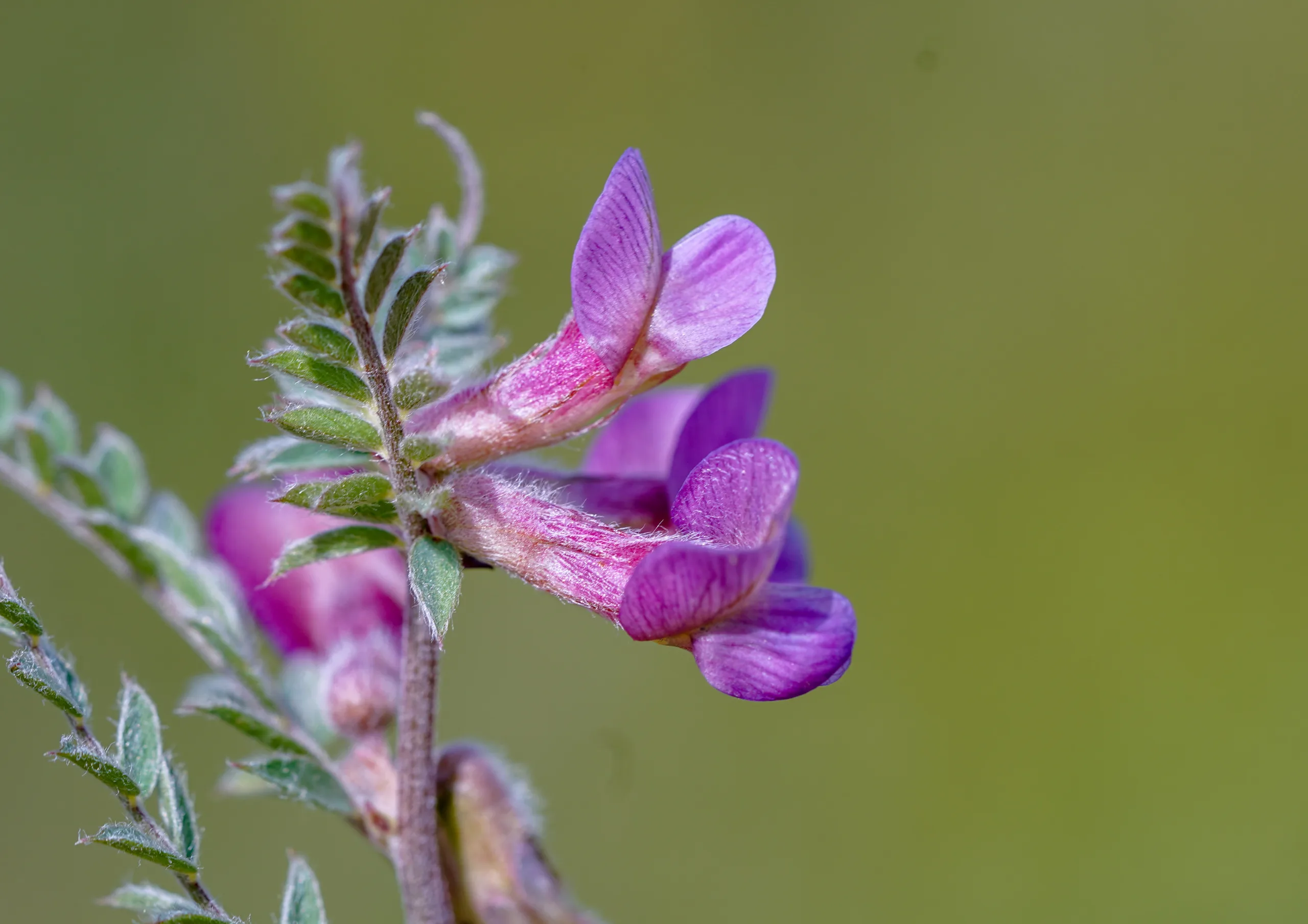 Vicia pannonica