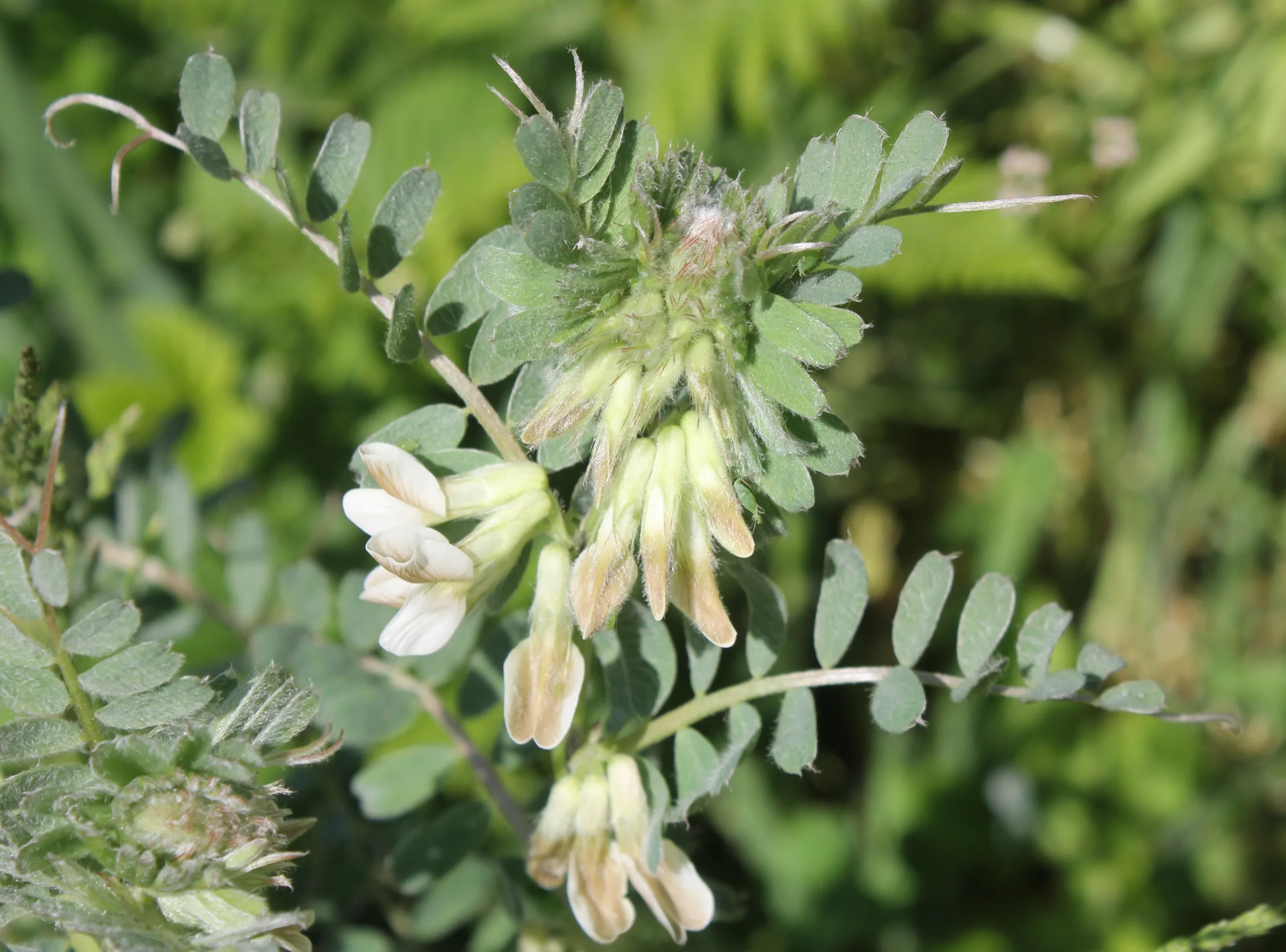 Vicia pannonica