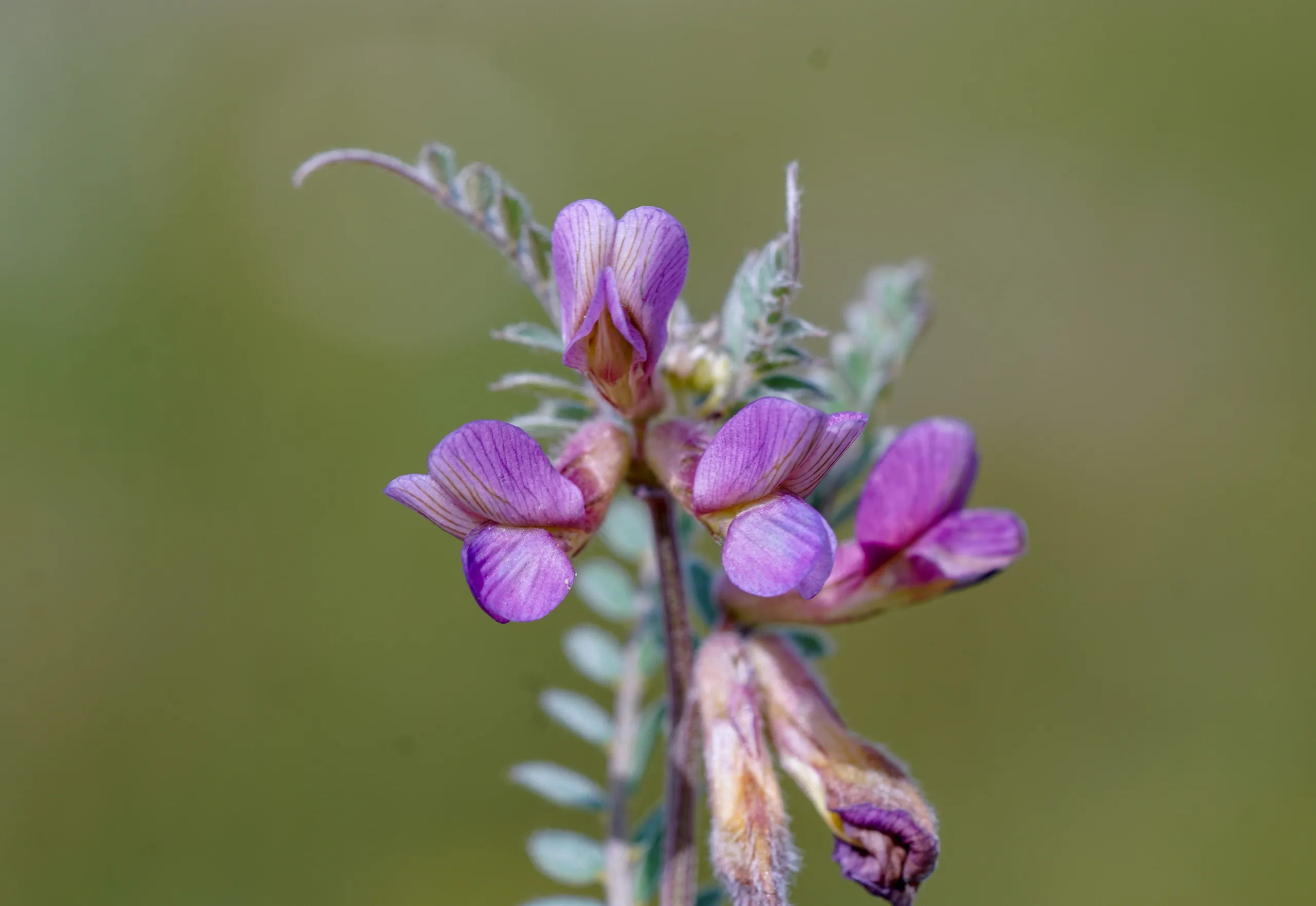 Vicia pannonica