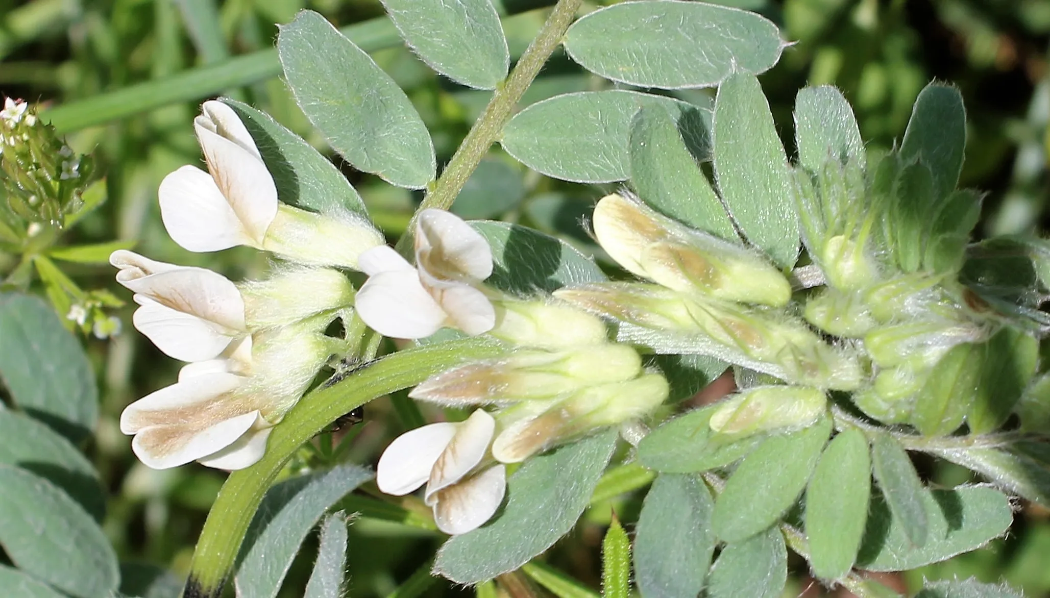 Vicia pannonica