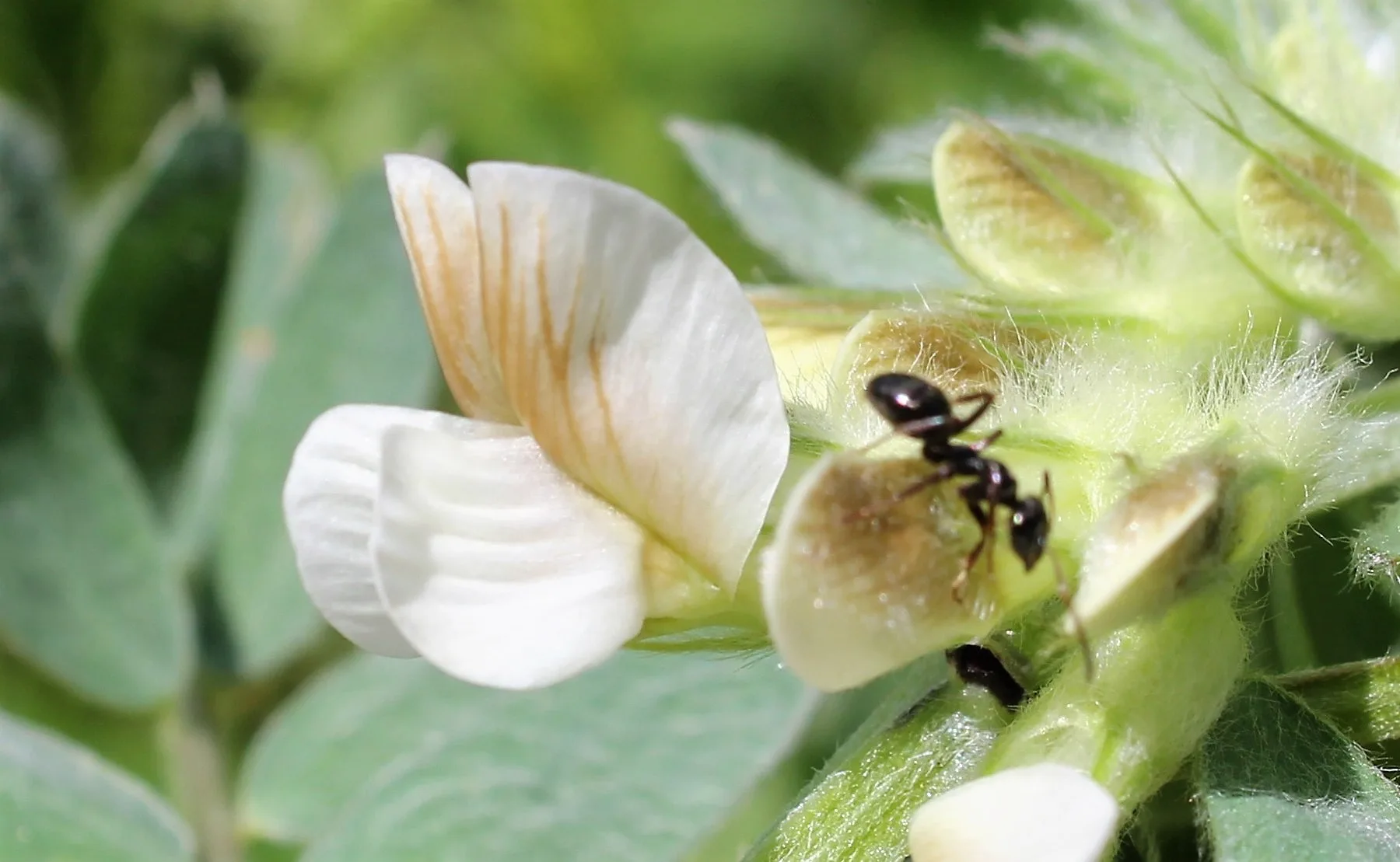 Vicia pannonica