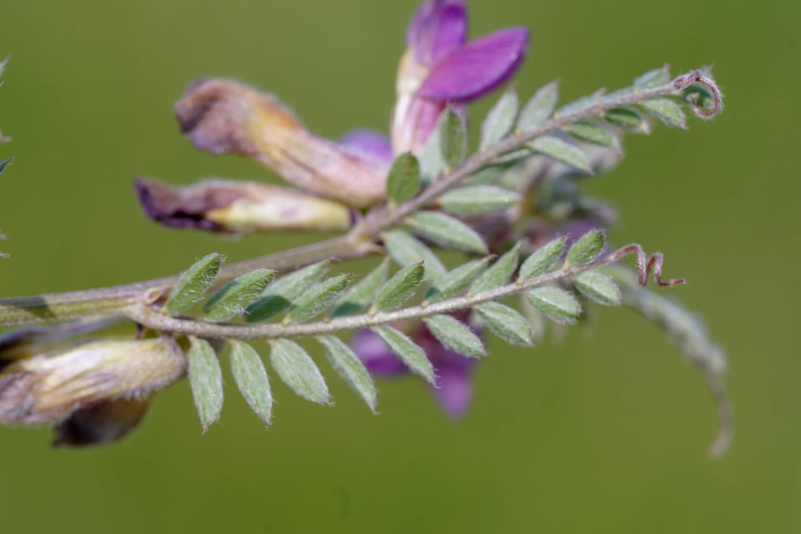 Vicia pannonica