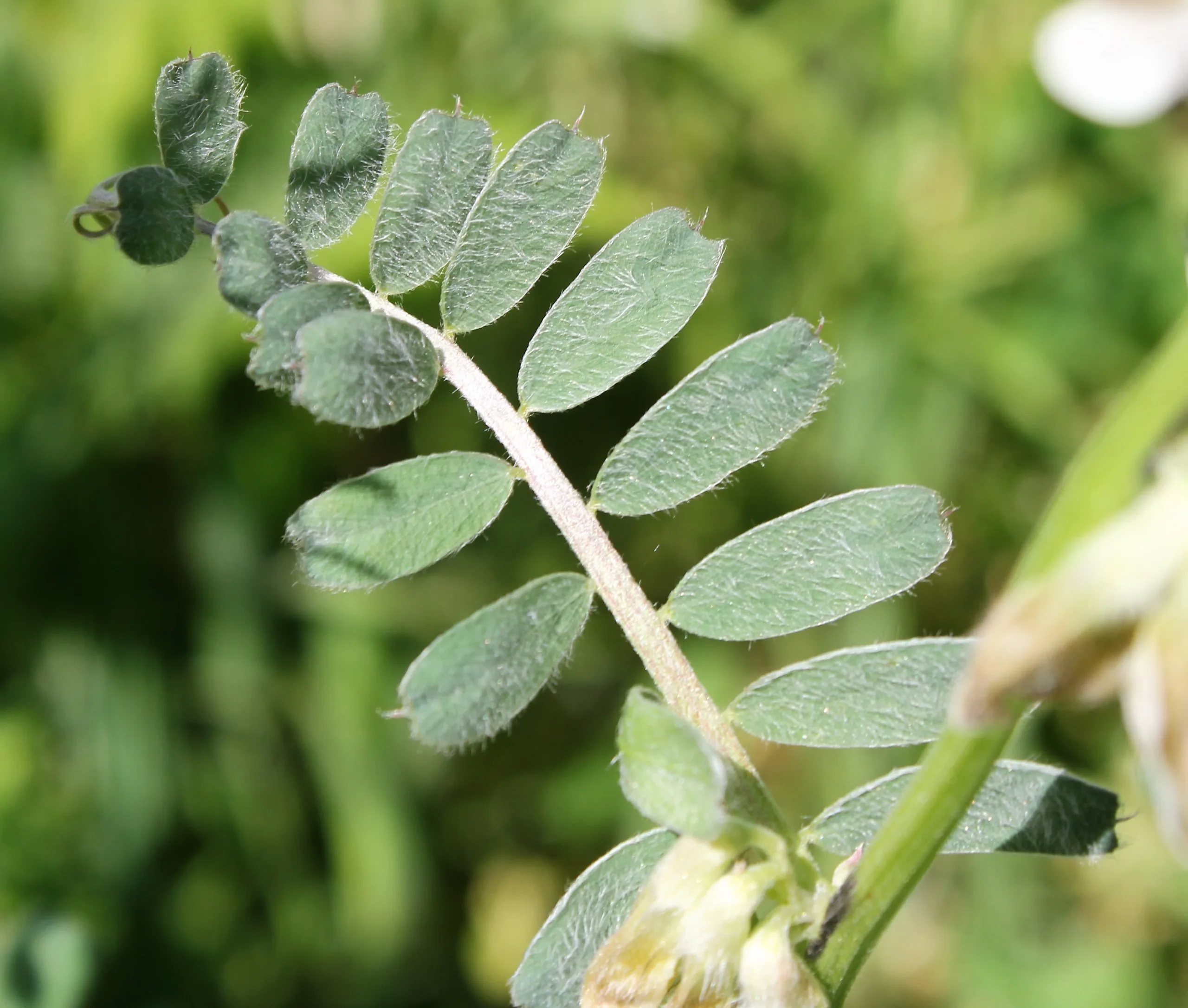 Vicia pannonica
