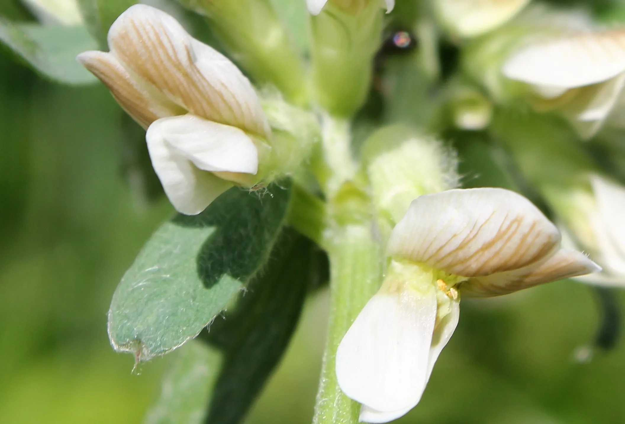 Vicia pannonica