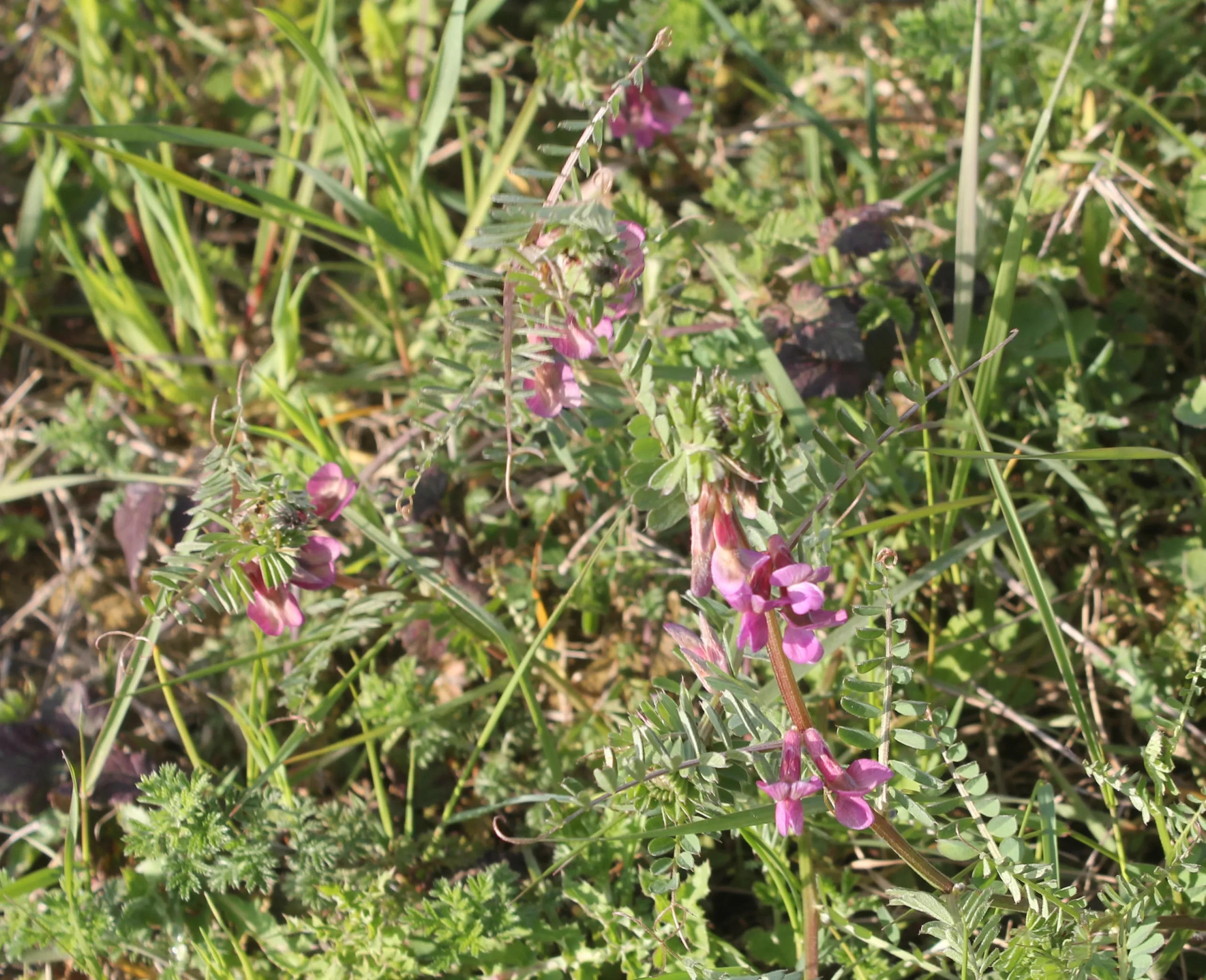 Vicia pannonica