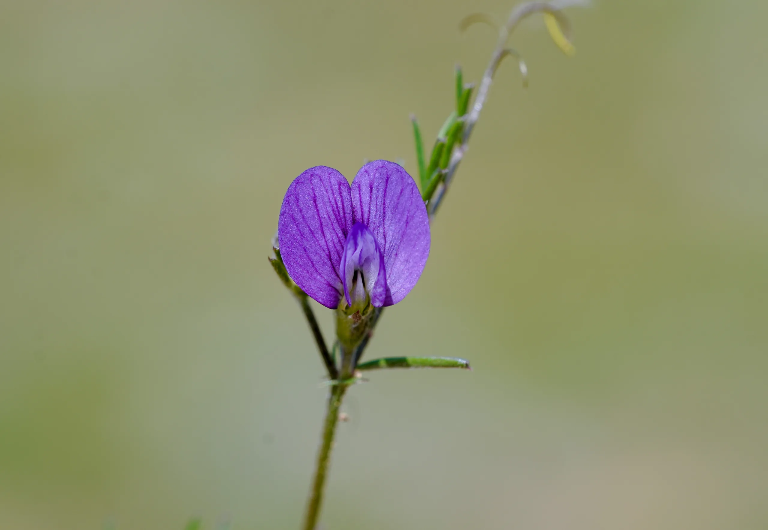 Vicia peregrina