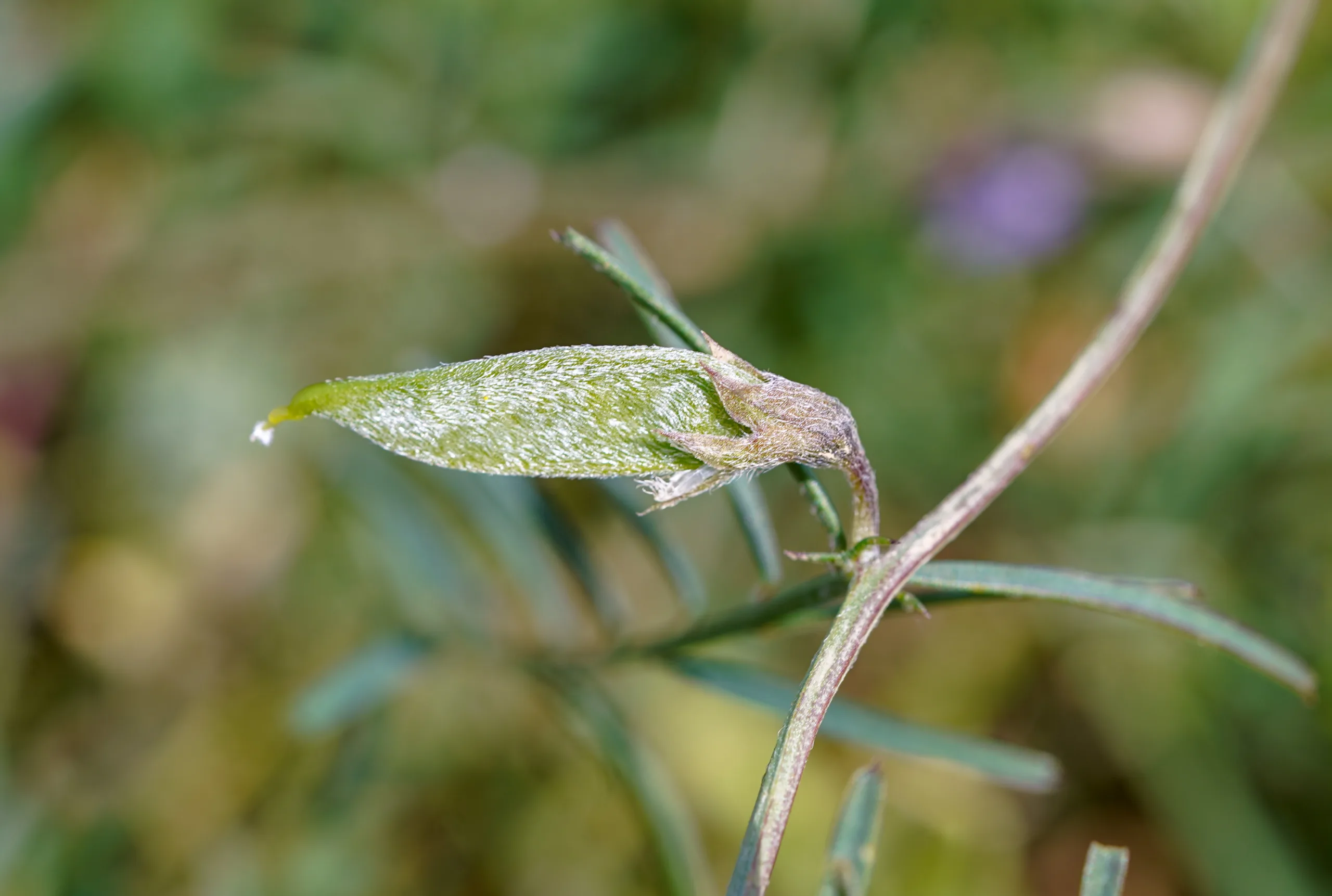 Vicia peregrina