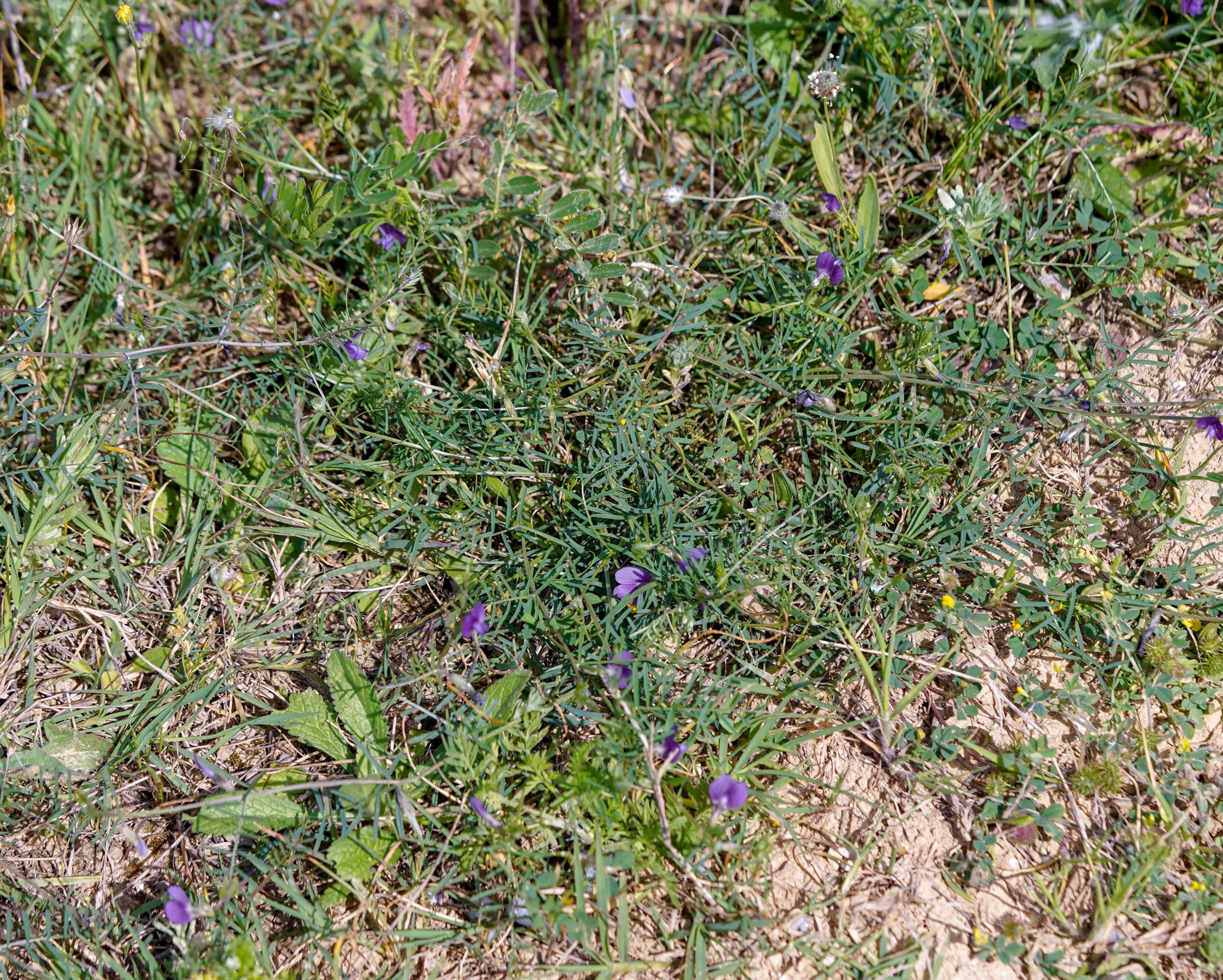 Vicia peregrina