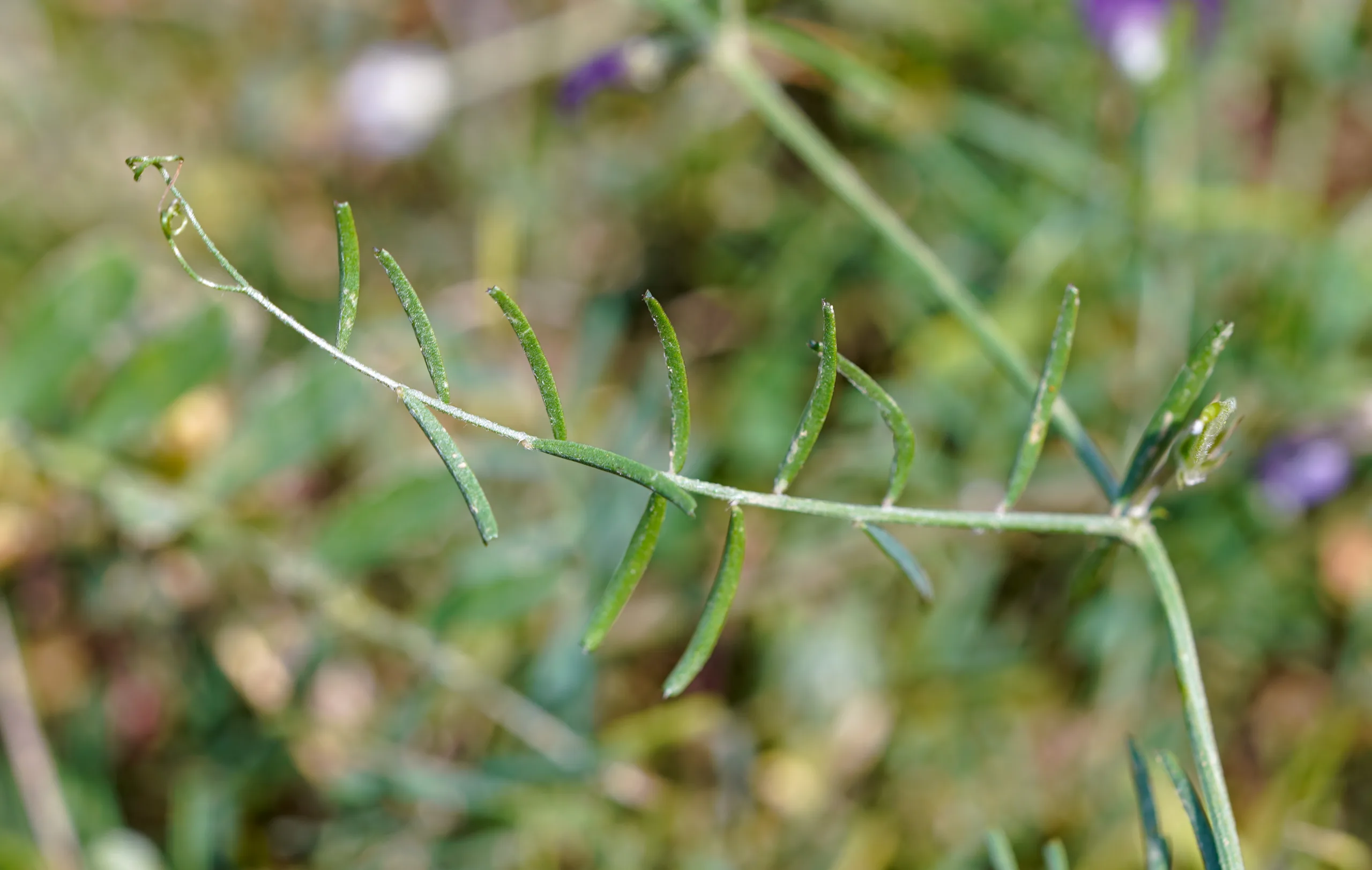 Vicia peregrina