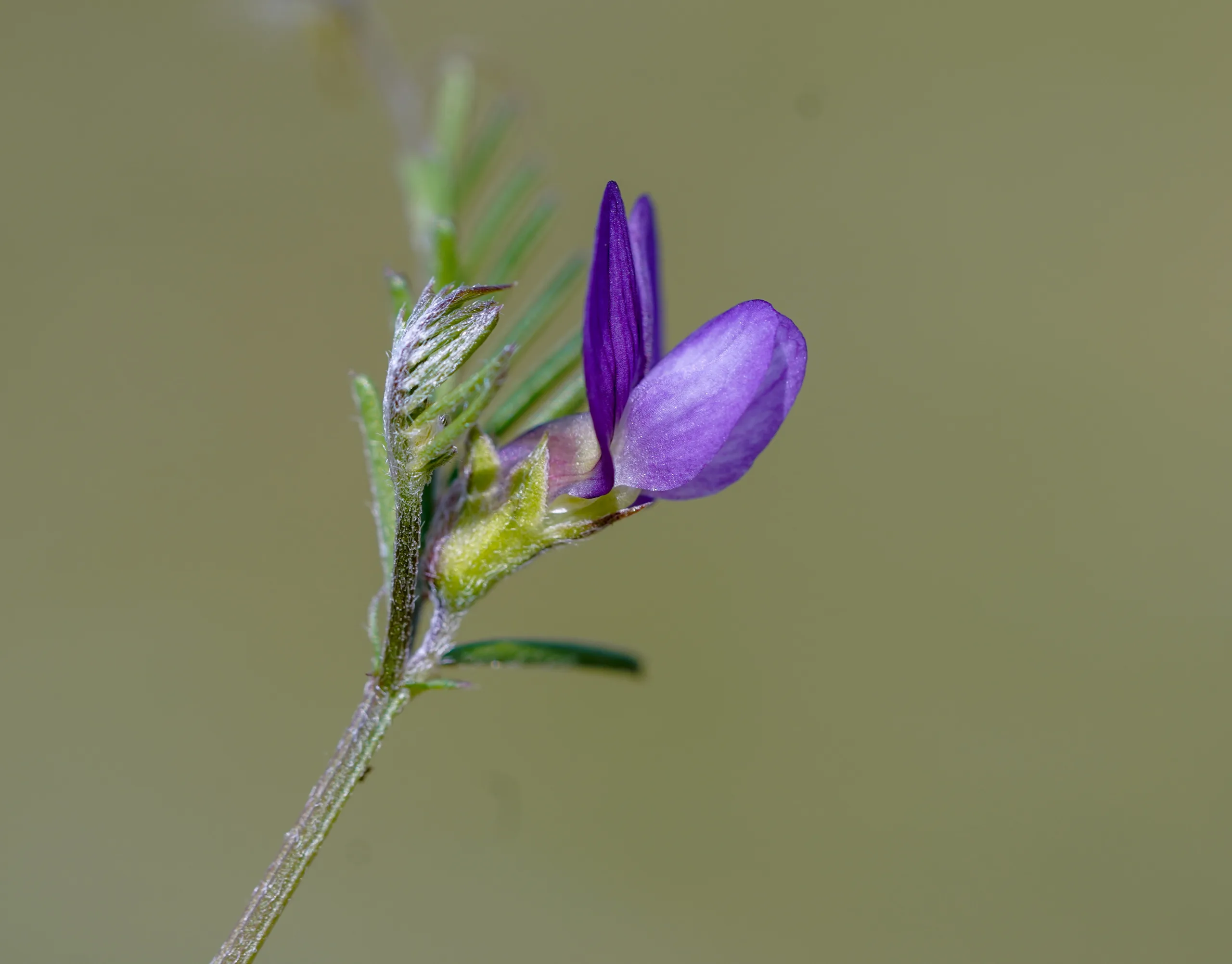 Vicia peregrina