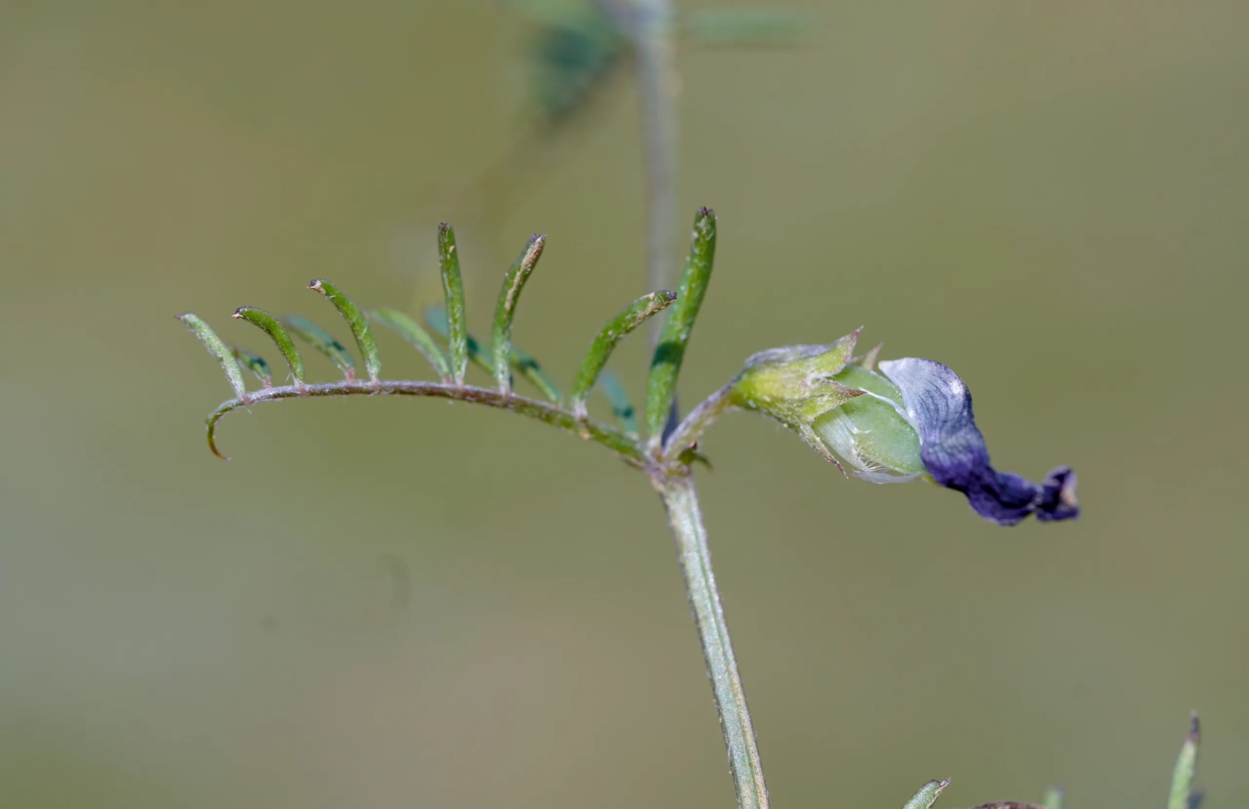 Vicia peregrina