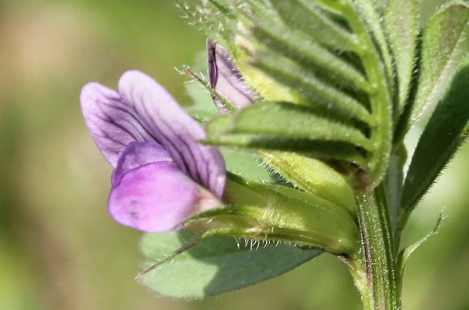 Vicia sativa subsp. incisa
