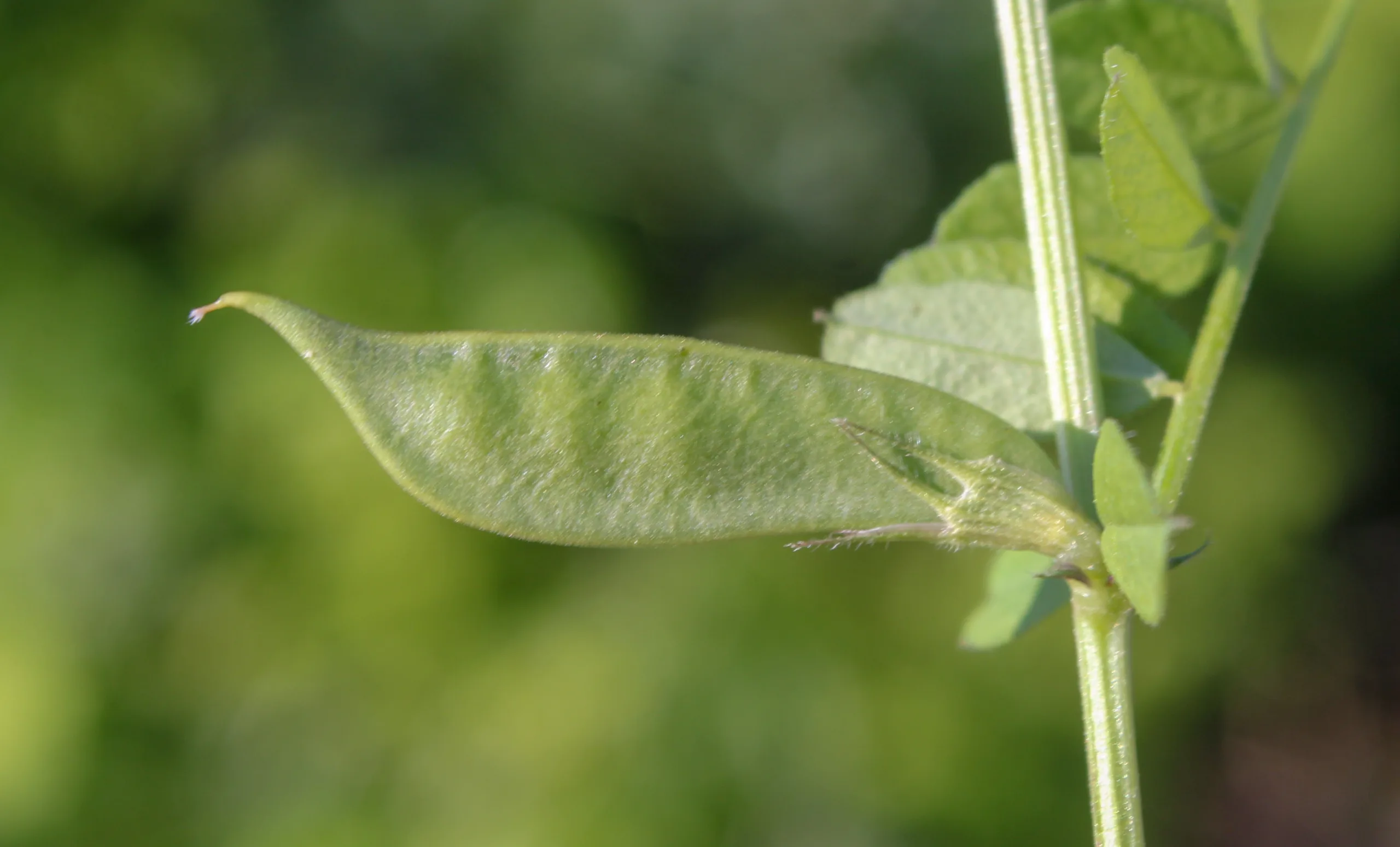 Vicia sativa subsp. incisa
