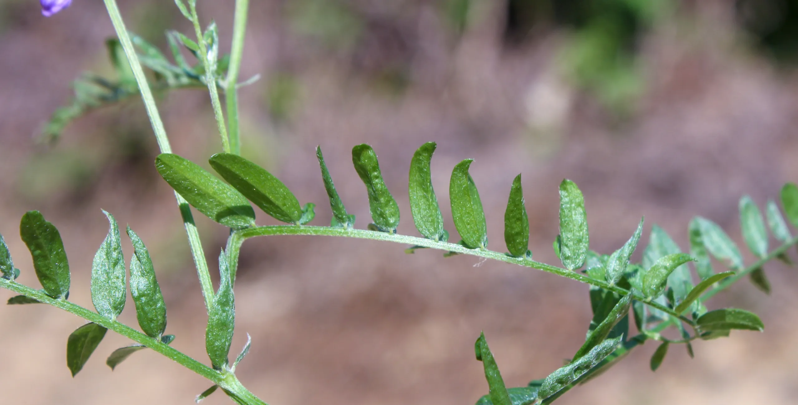Vicia tenuifolia