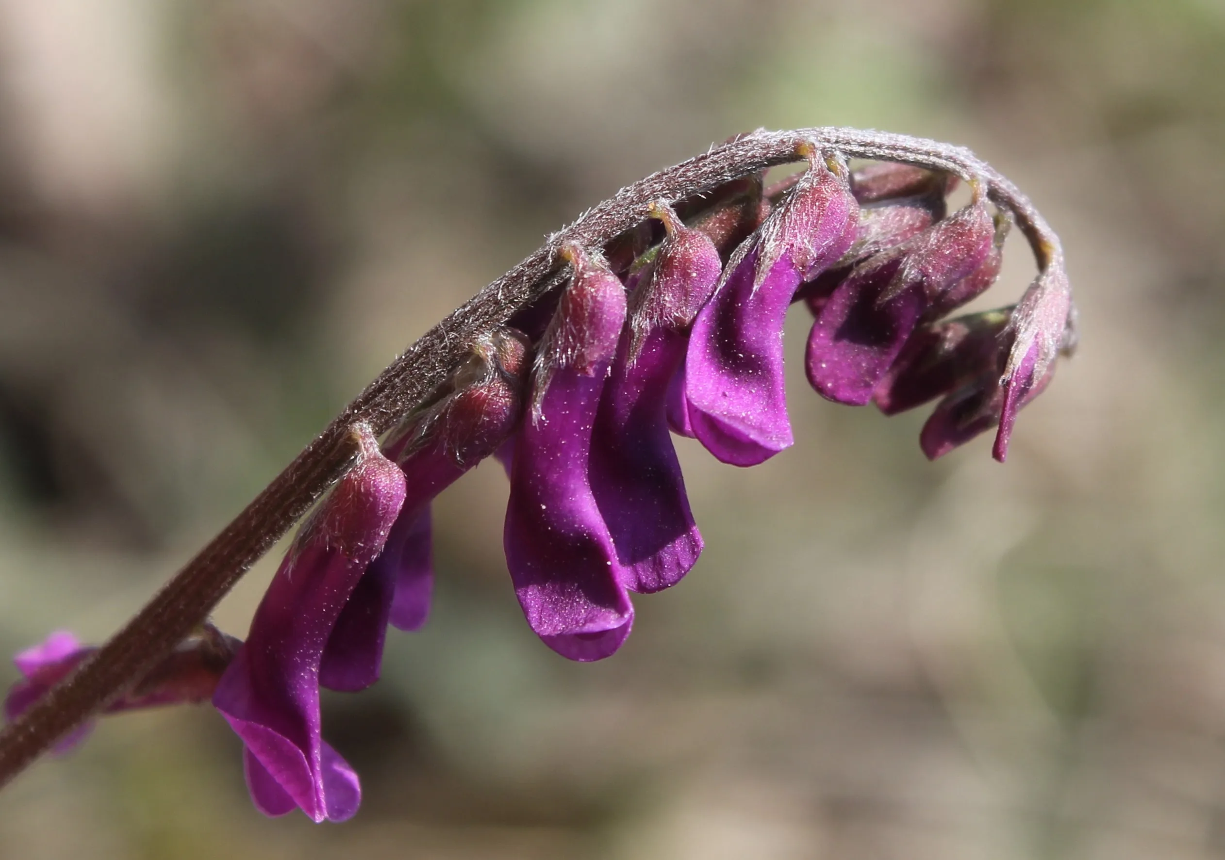 Vicia villosa