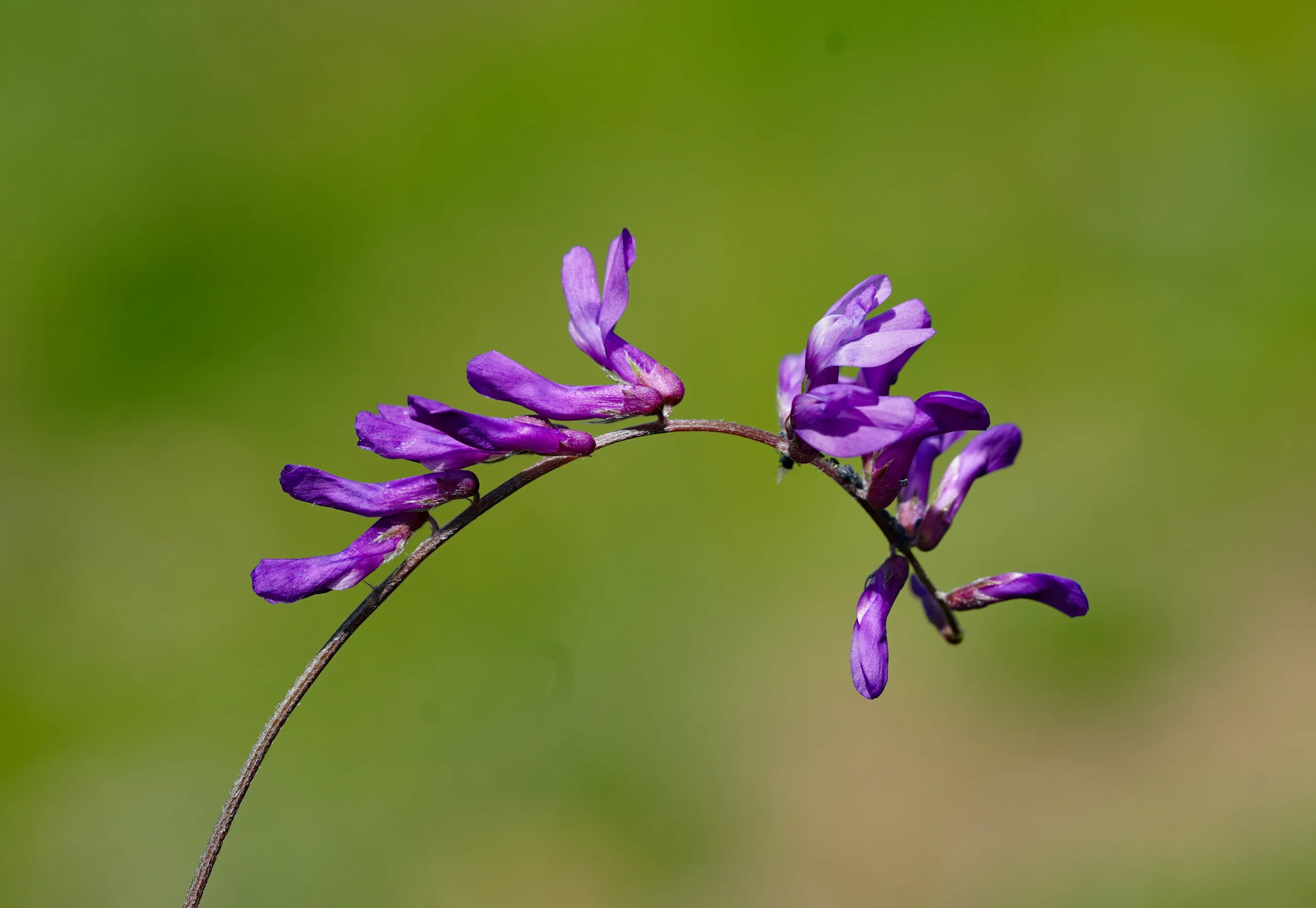 Vicia villosa