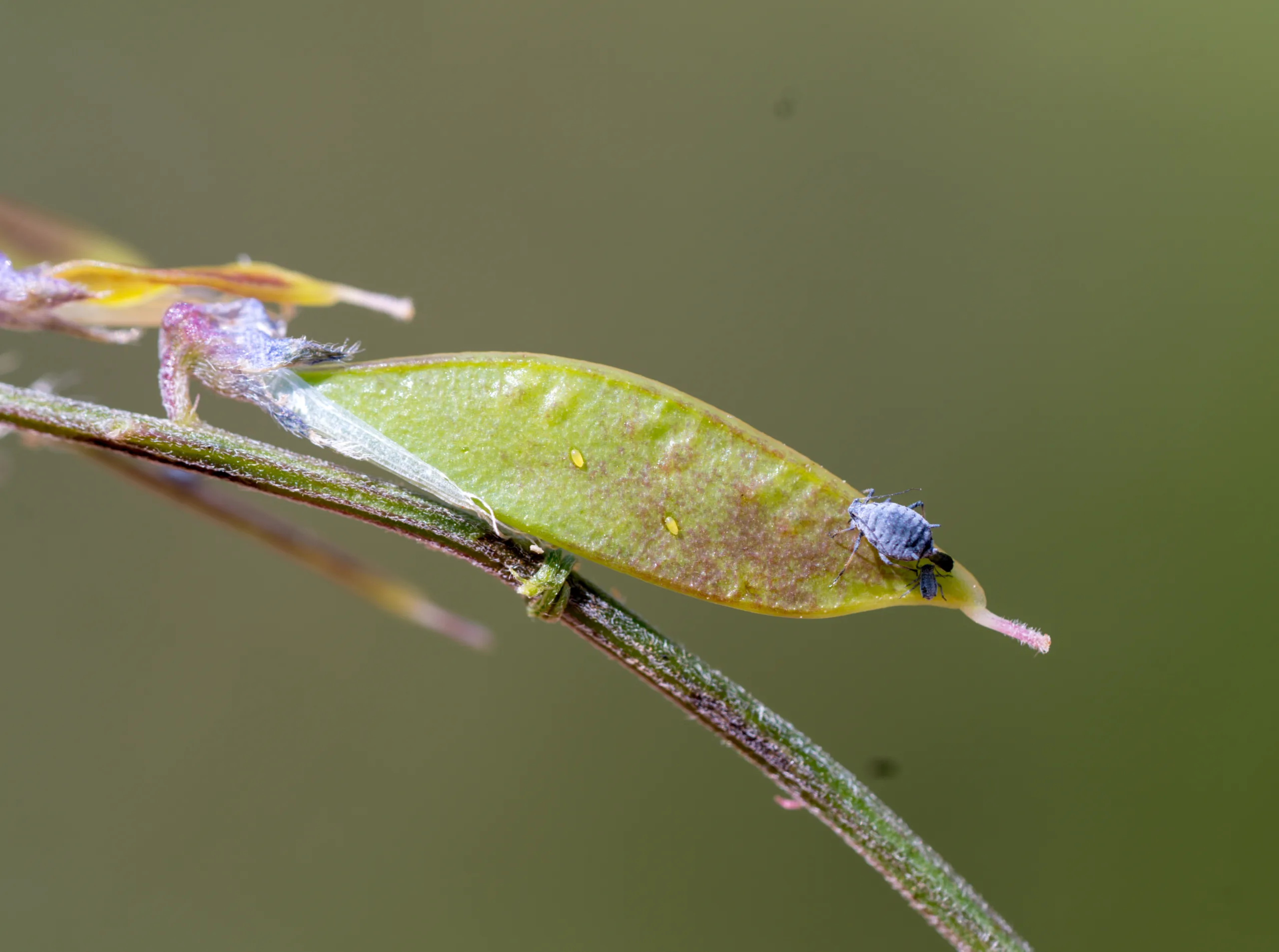 Vicia villosa