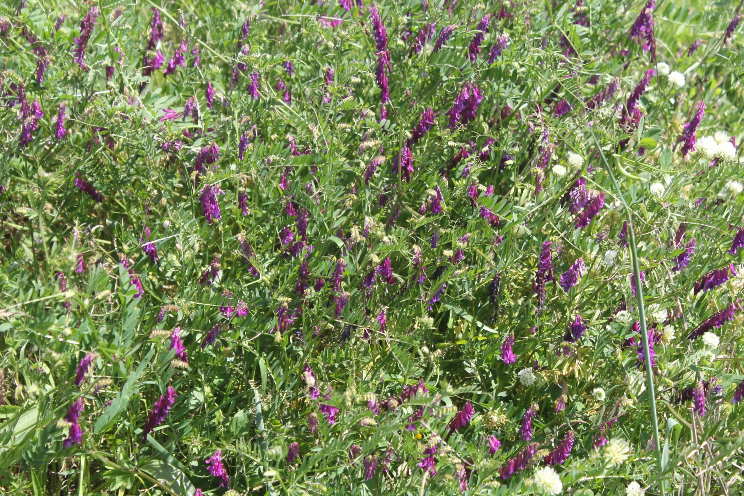 Vicia villosa