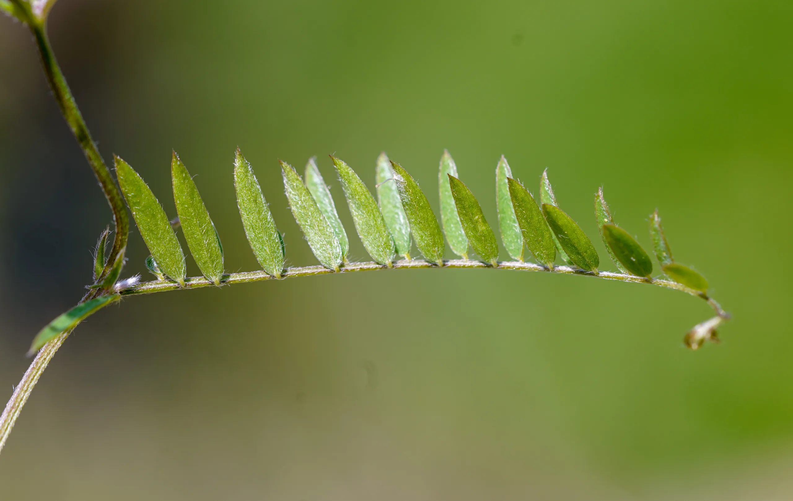 Vicia villosa
