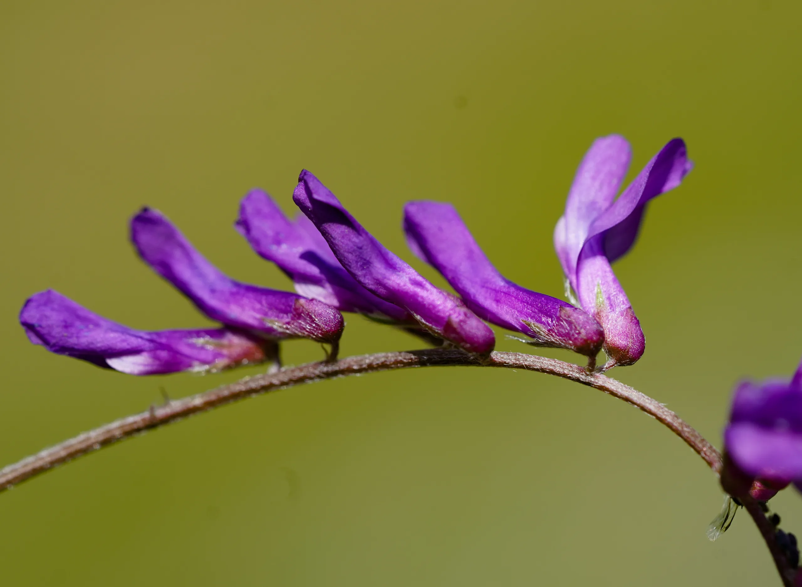 Vicia villosa