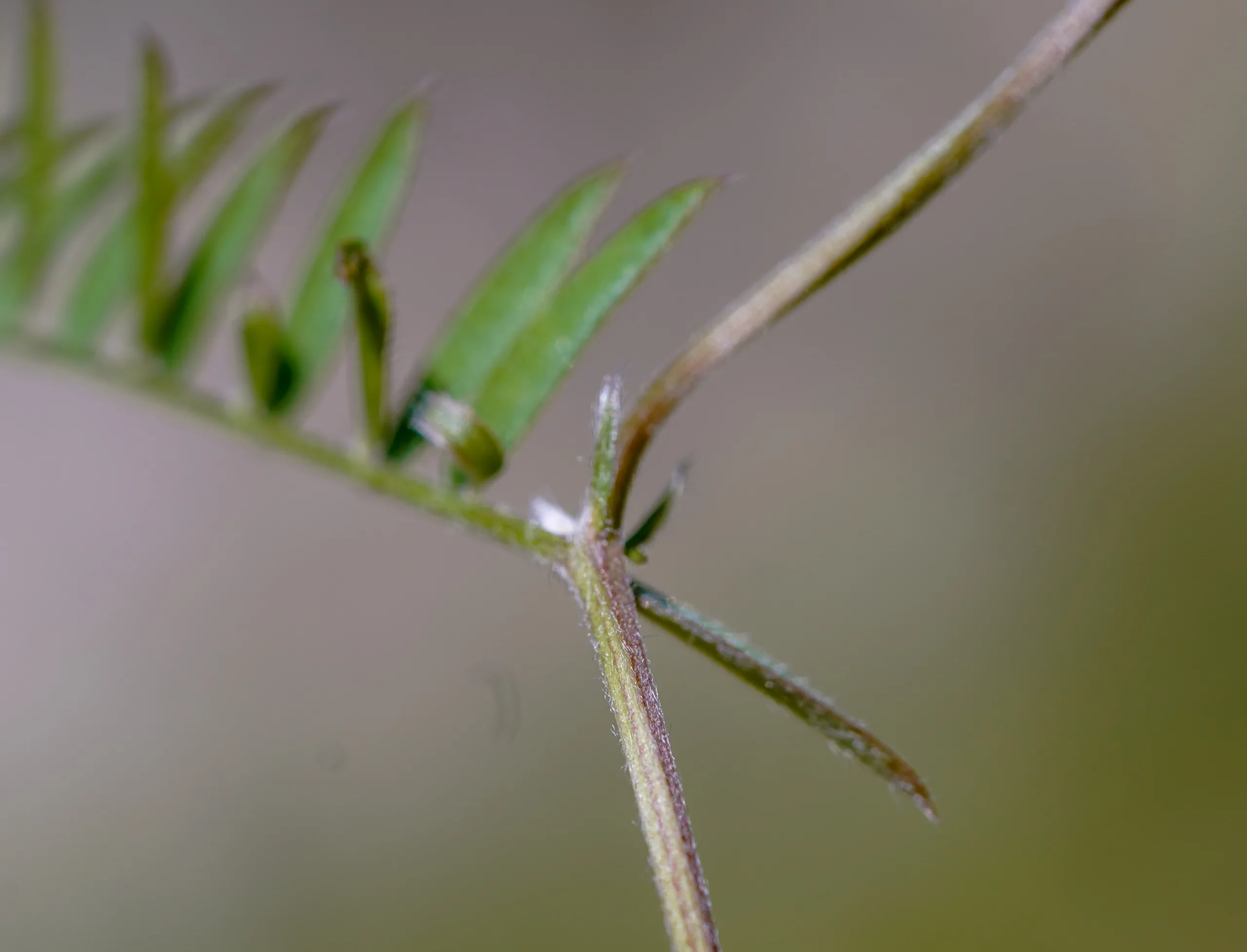 Vicia villosa